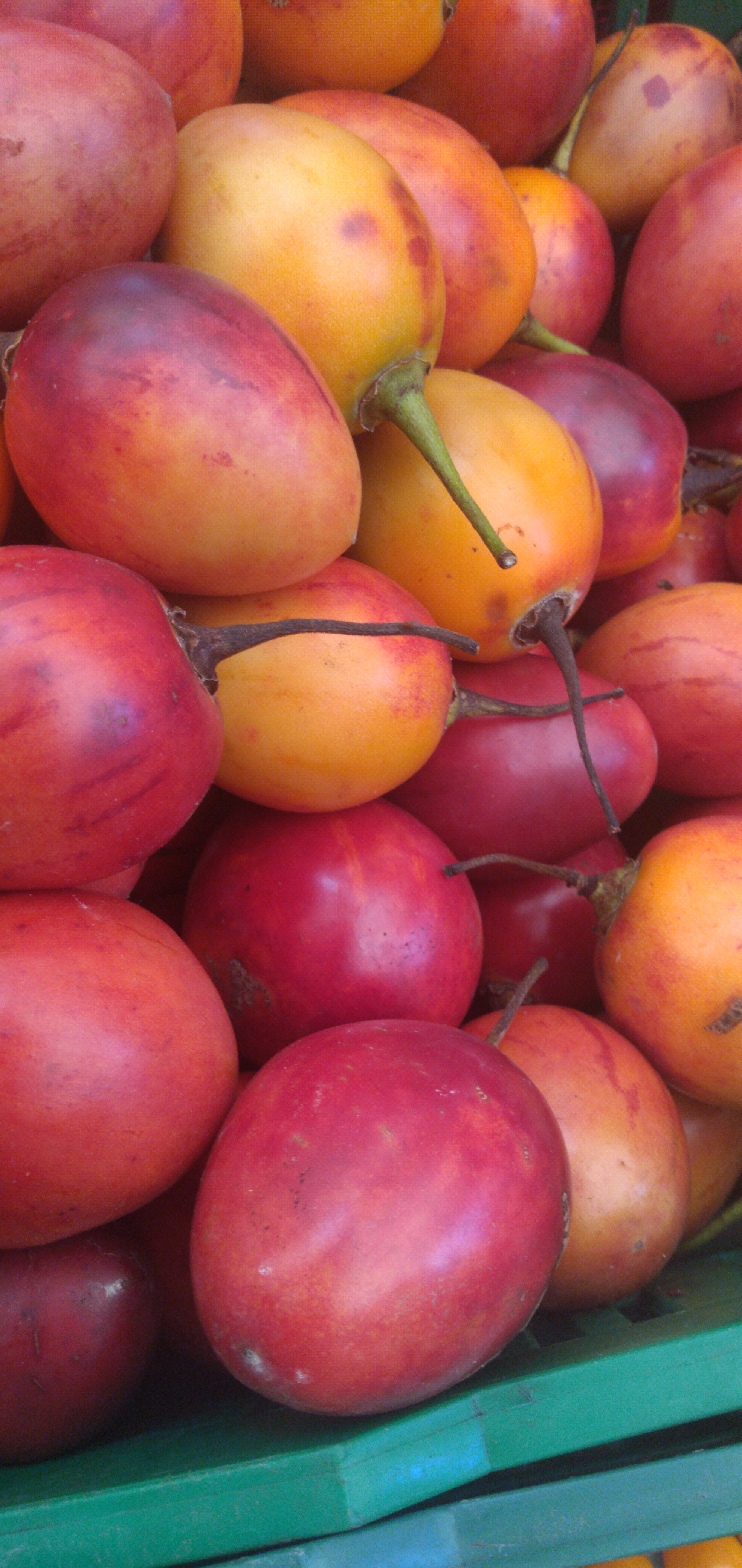 Tomate de árbol injerto