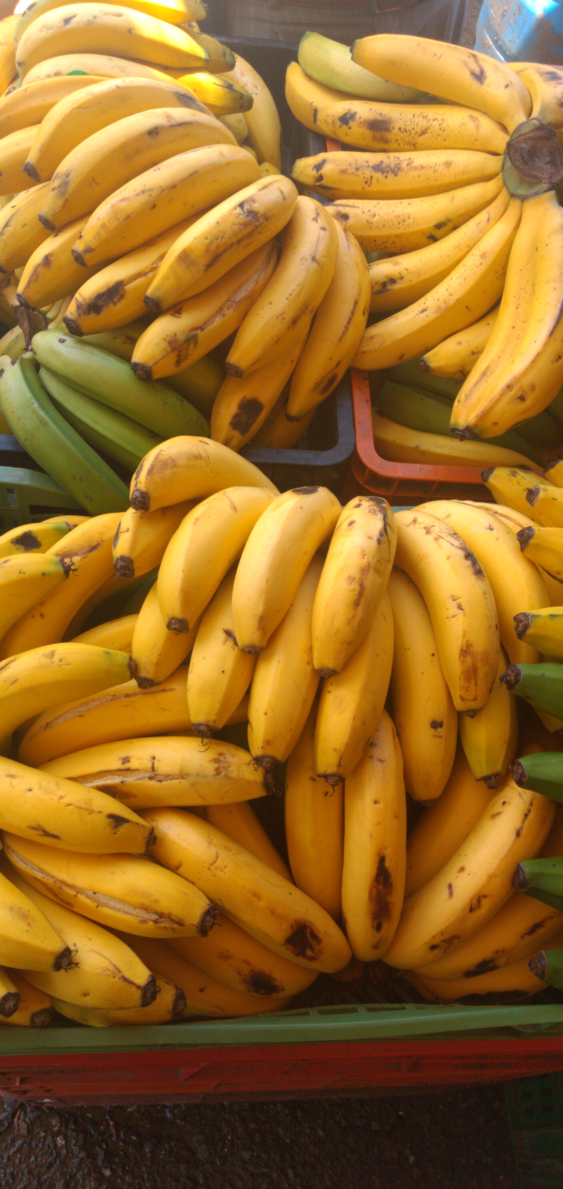 Banano criollo