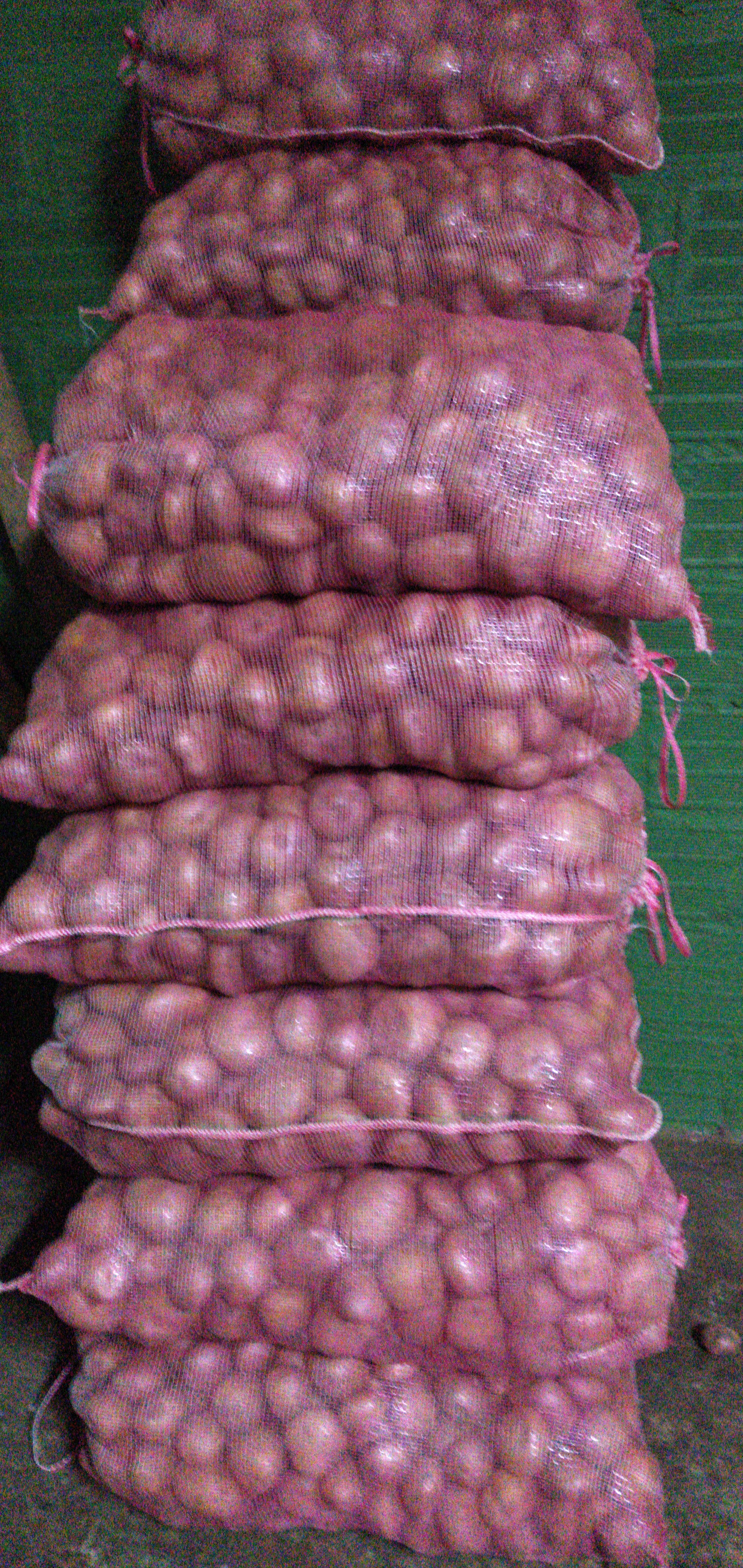Papa pelona