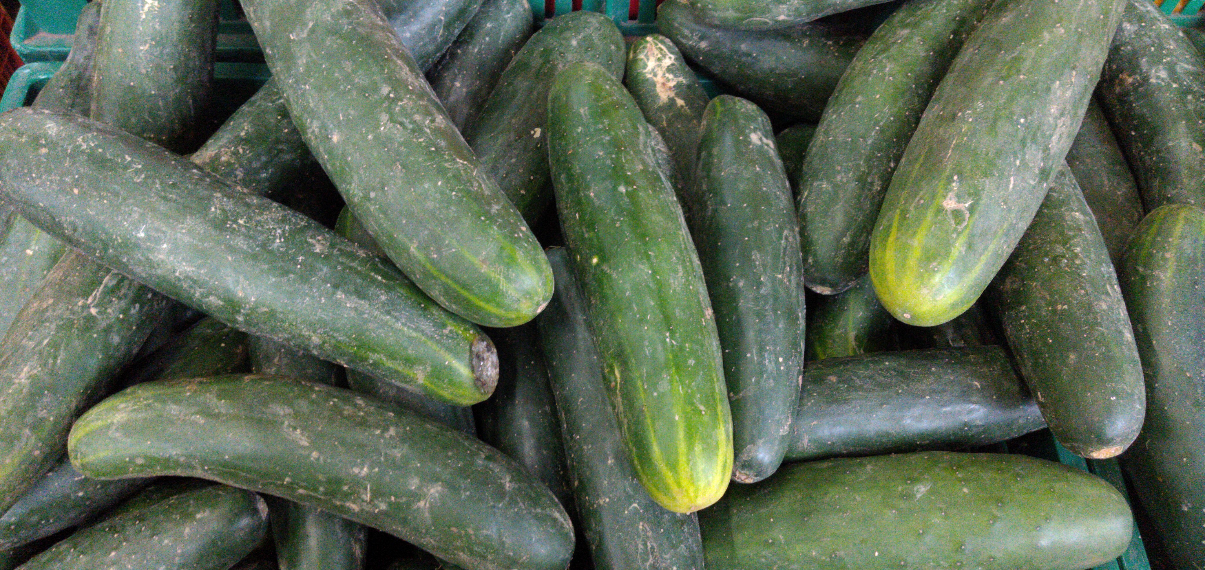 Pepino