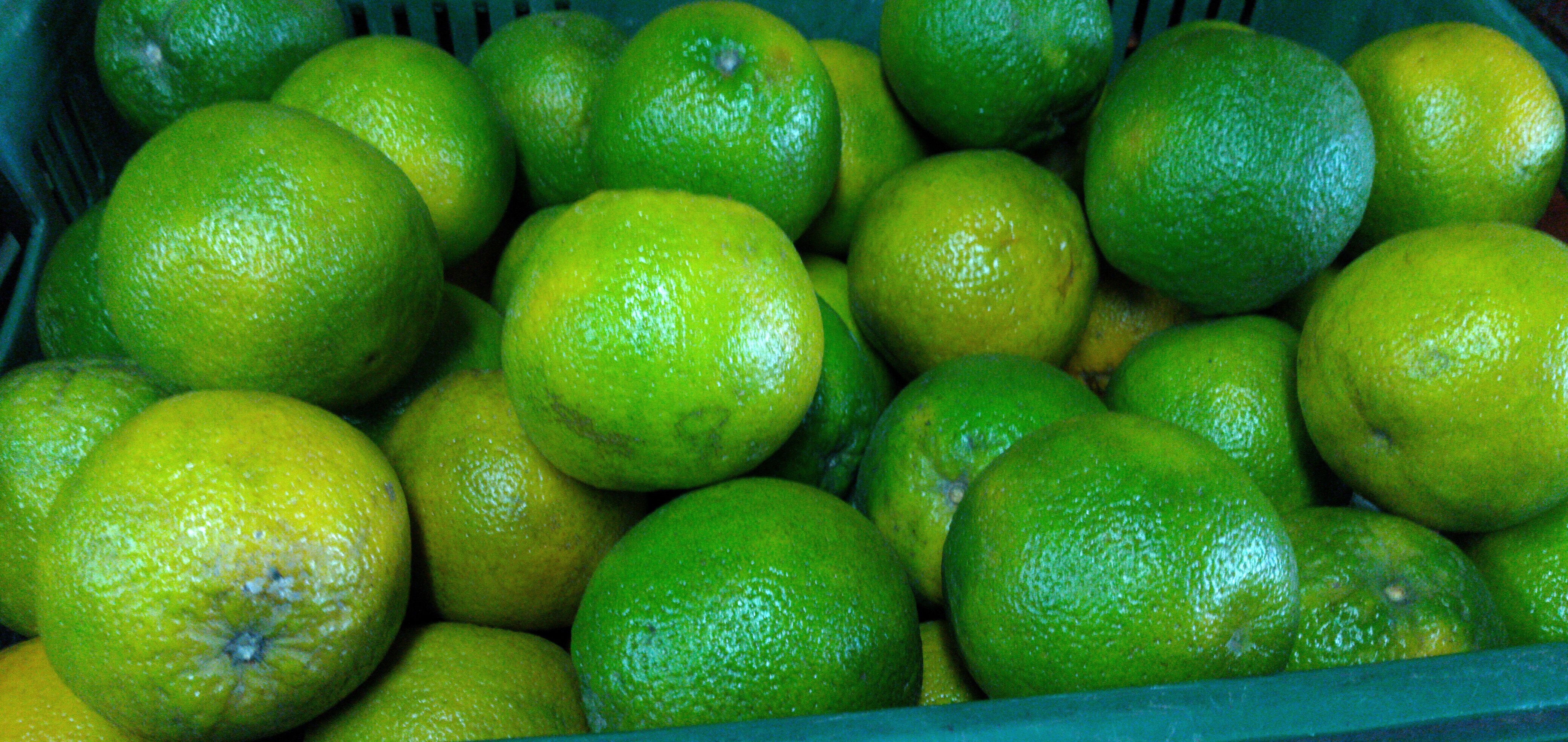 Naranja Valencia primera