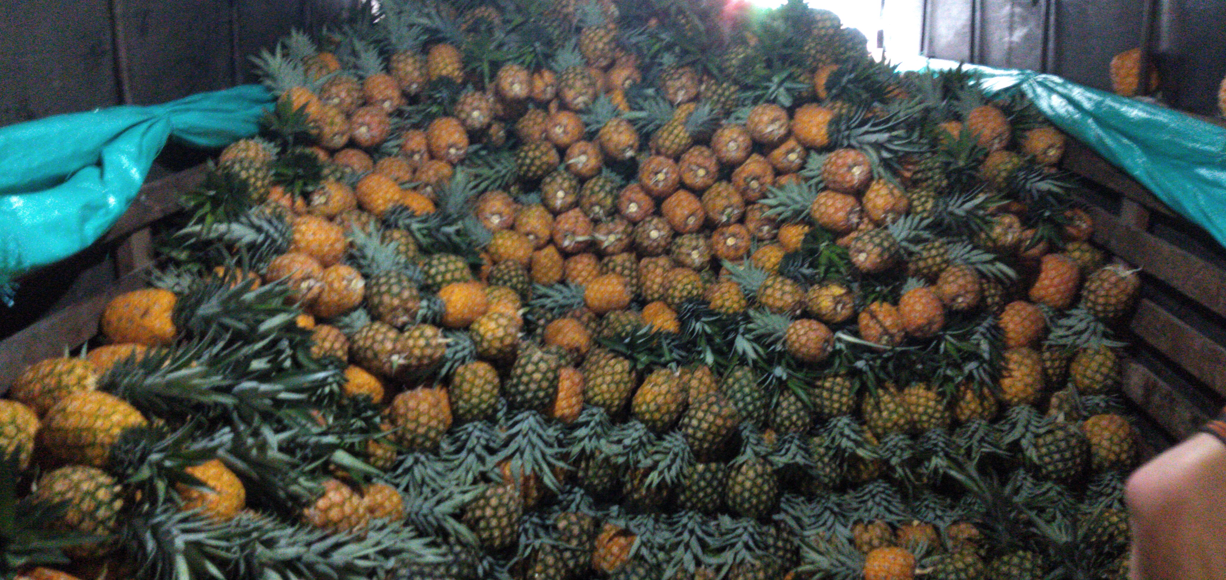 Piña oromiel