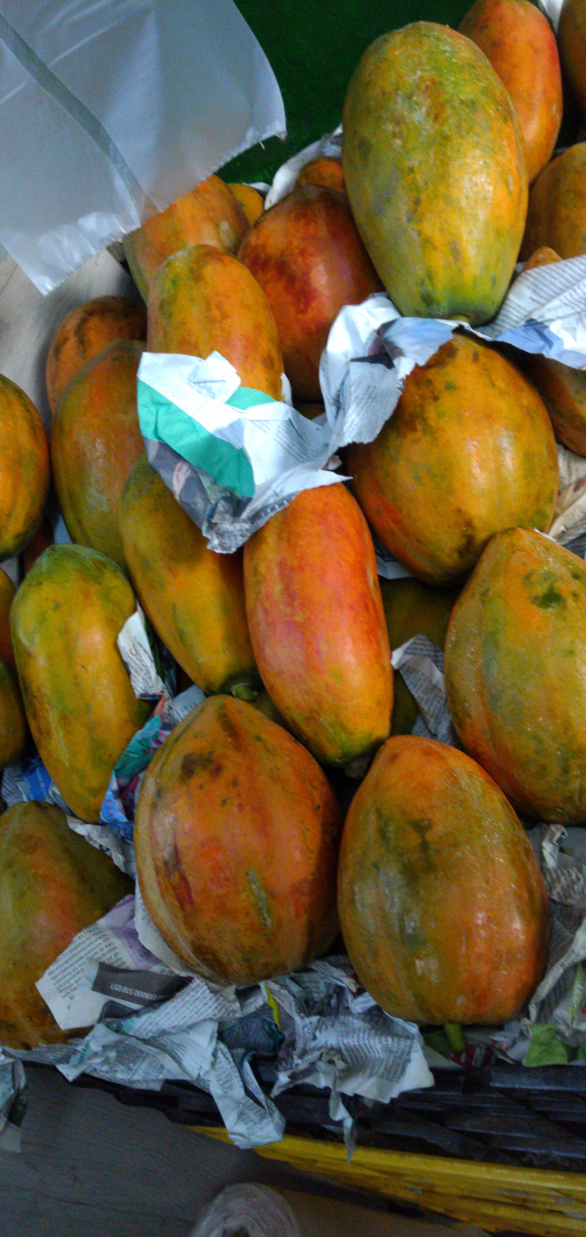 Papaya maradol