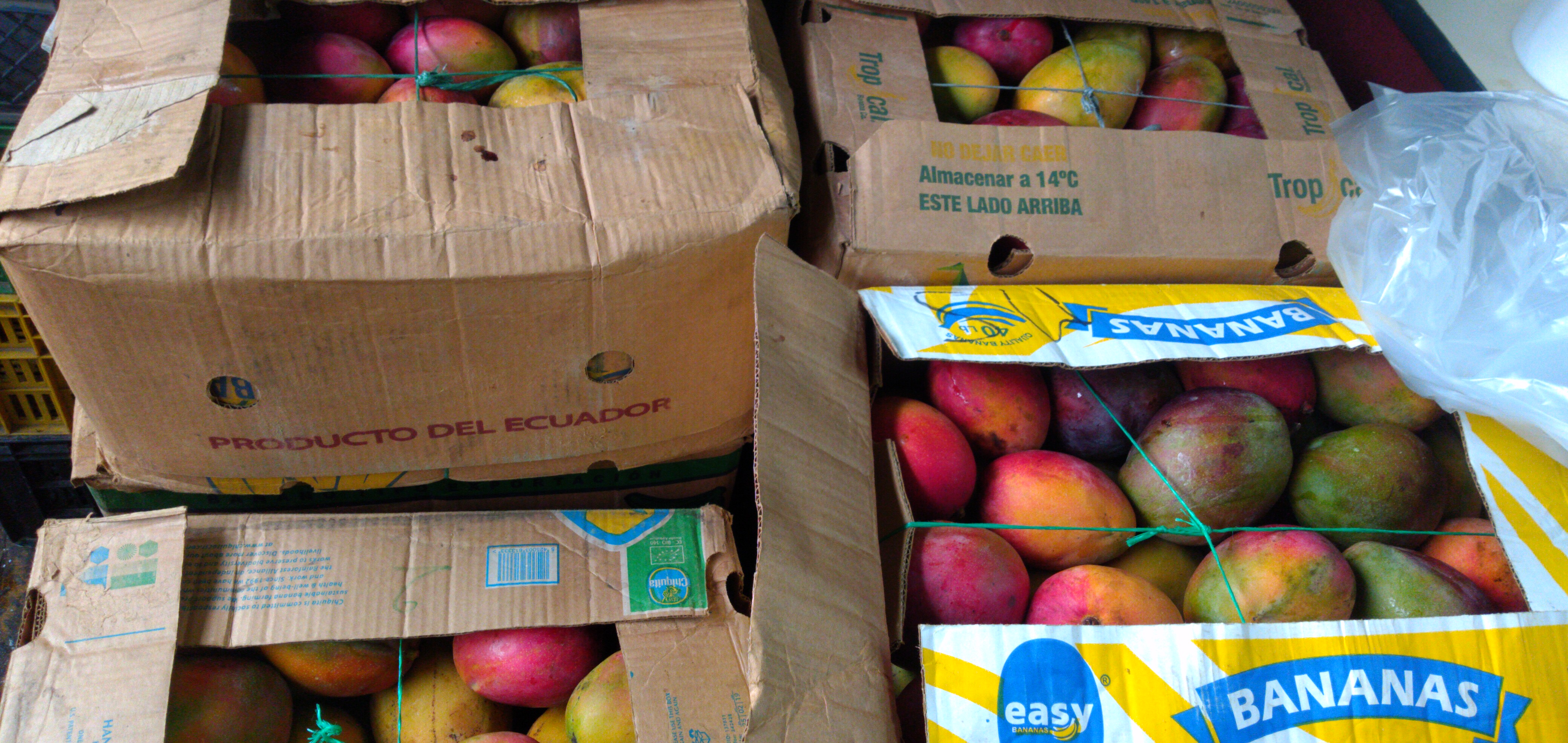 Mango tommy caja x 28 kg