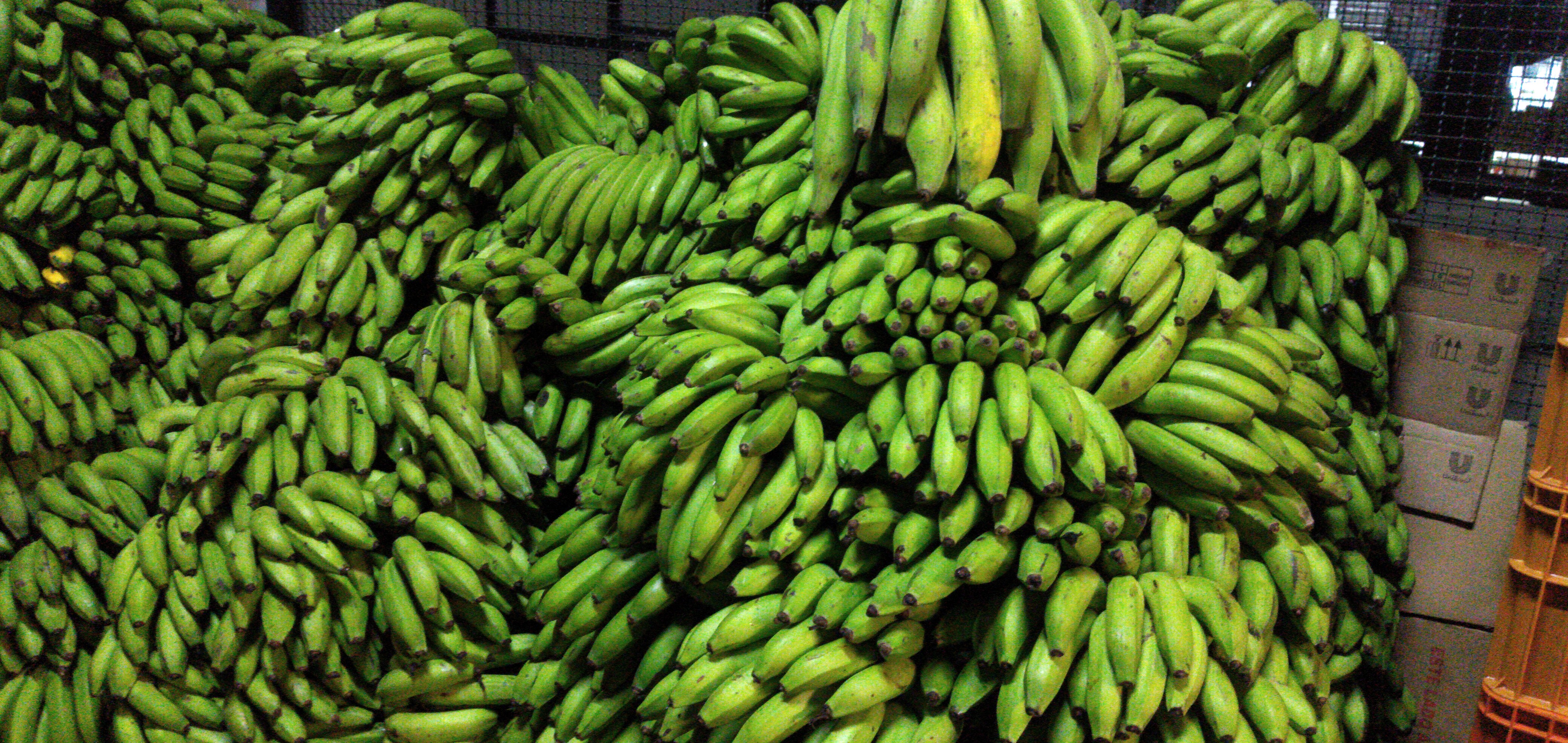 Banano segunda