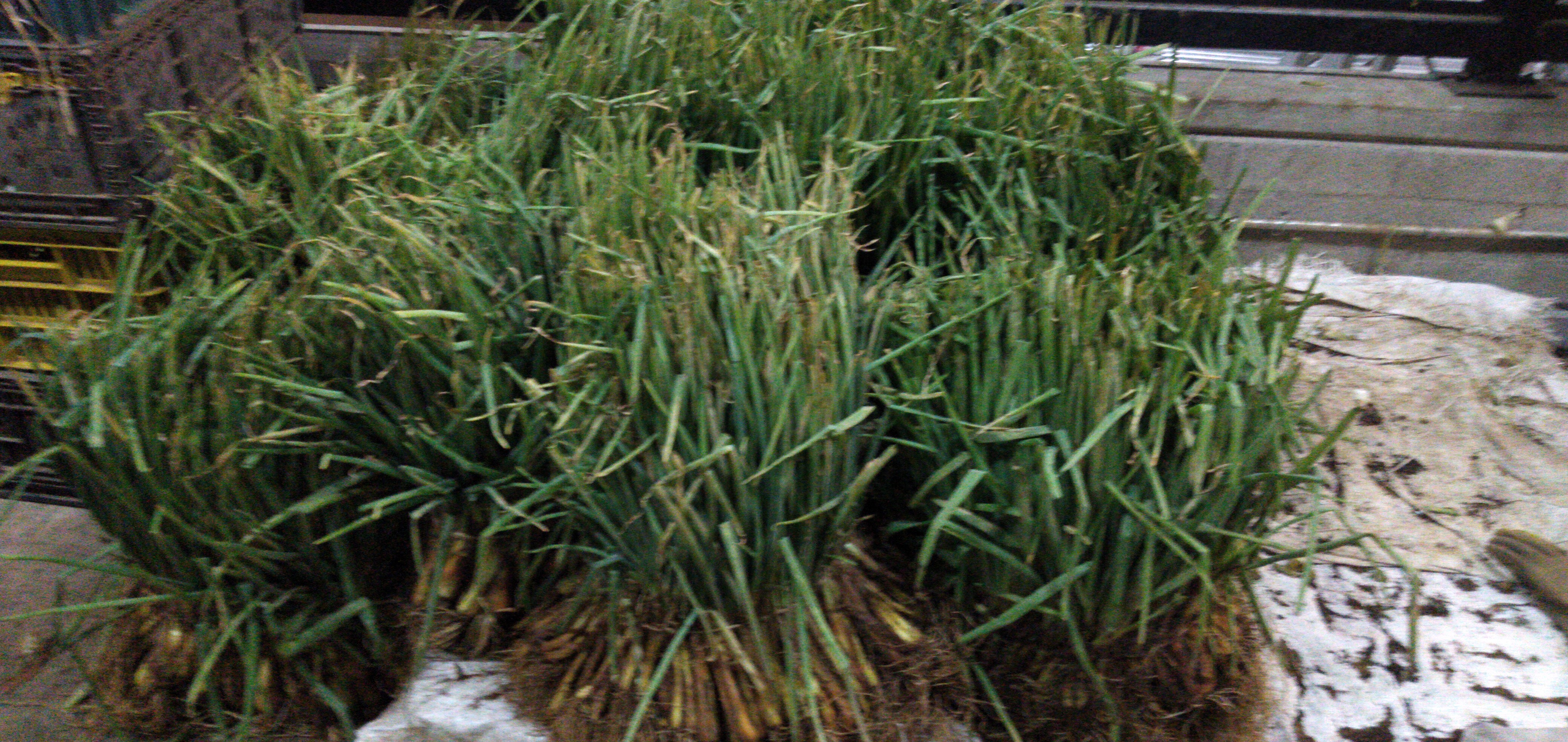 Cebolla de rama