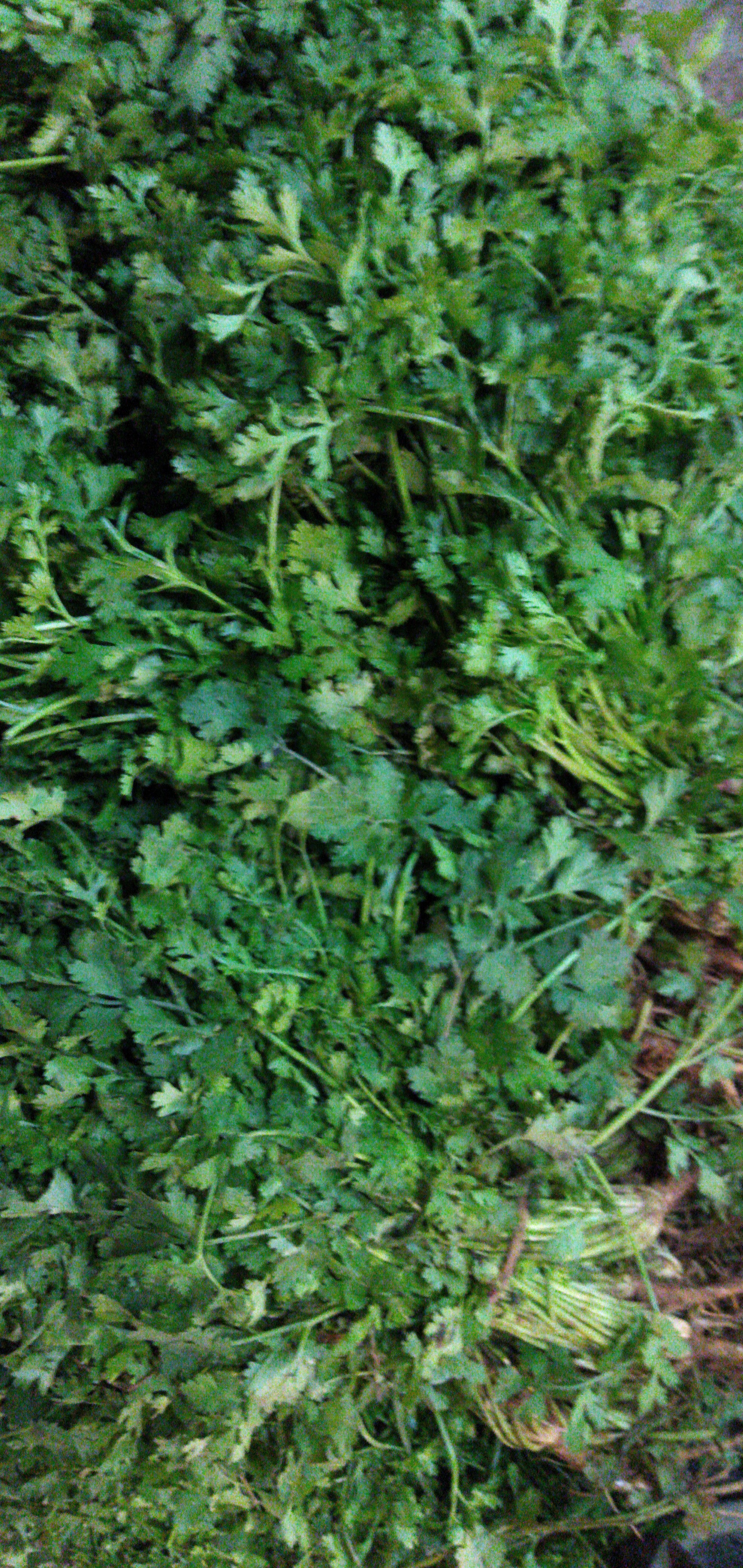 Cilantro