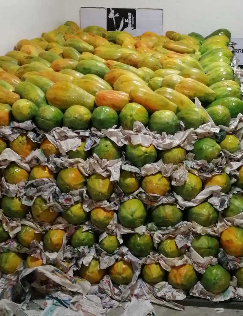 Papaya maradol delgada