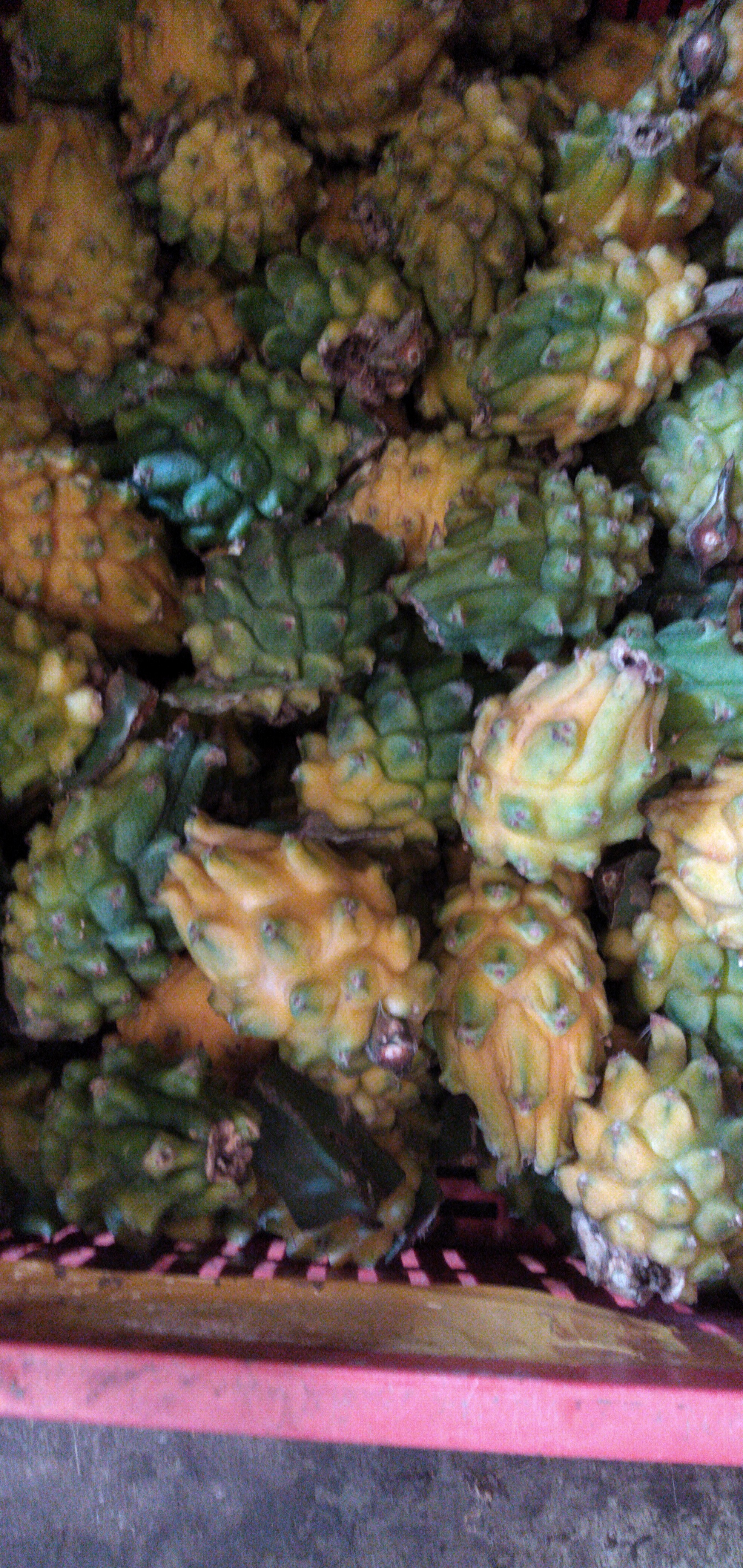 Pitaya