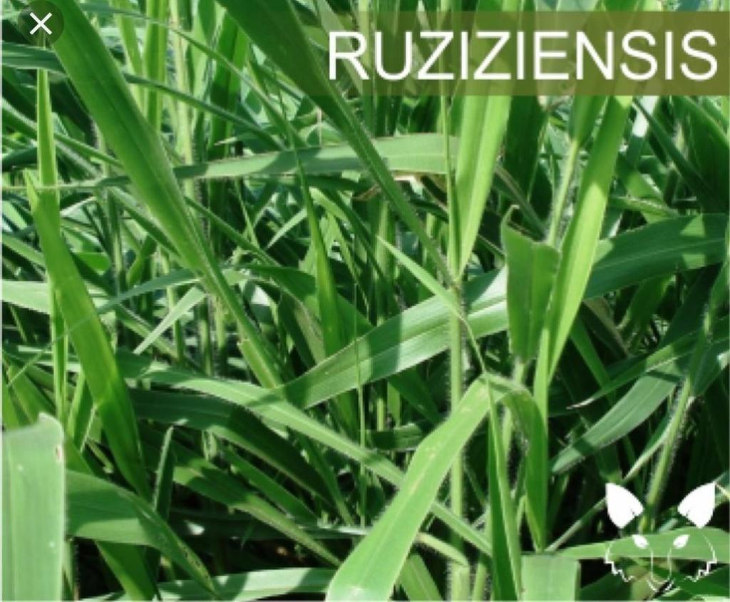 Semilla de pasto Brachiaria Ruzziensis