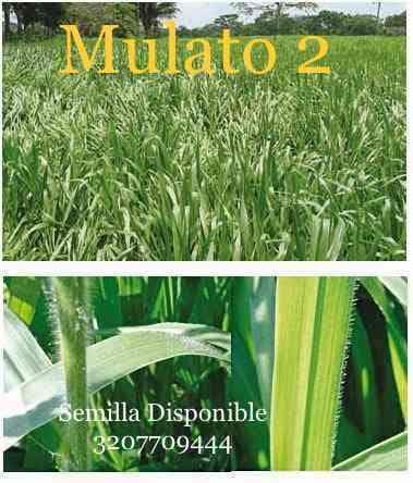 Semilla de Pasto Mulato 2