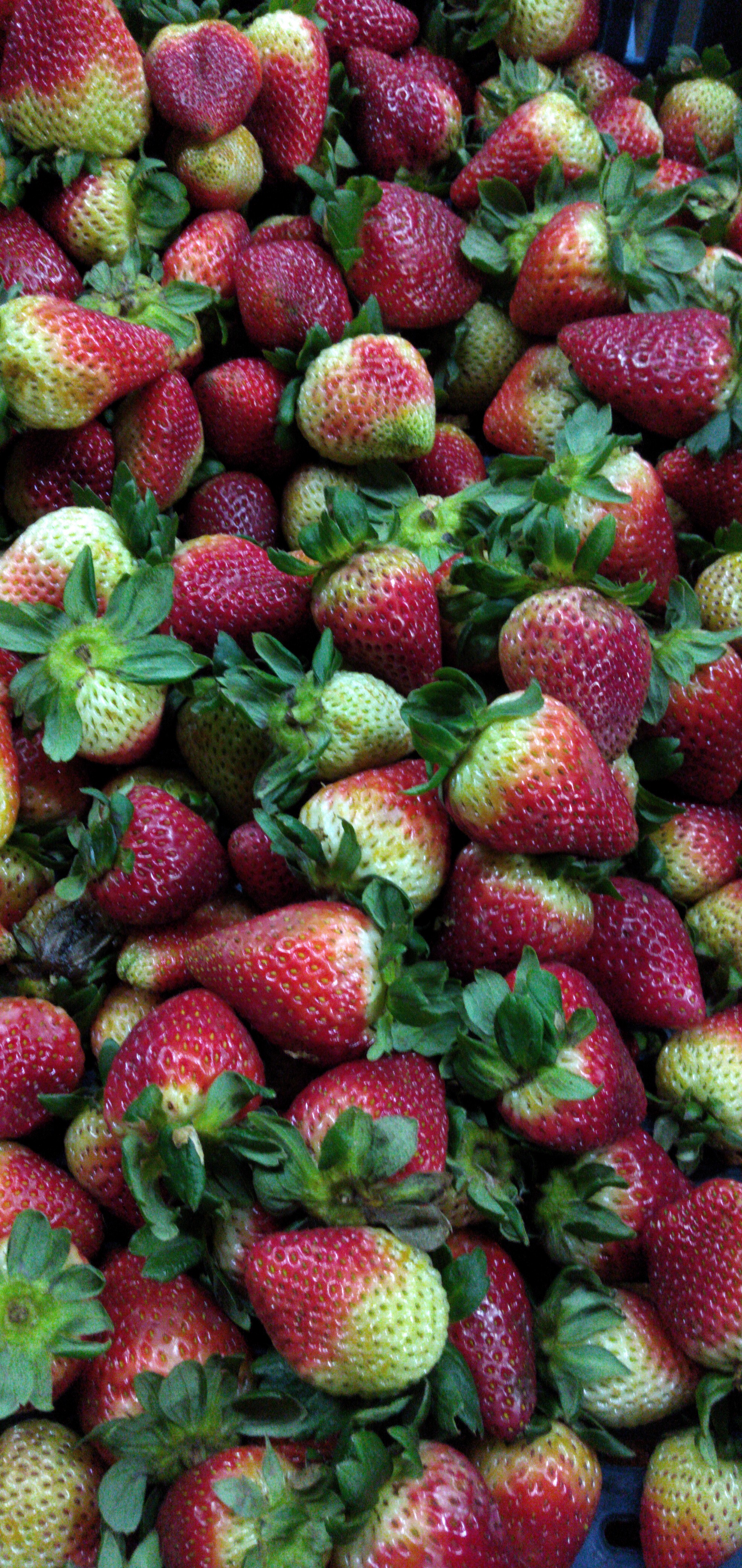 Fresa jumbo