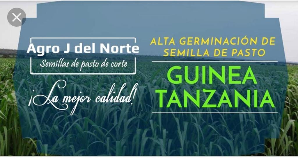 Semilla de Pasto Guinea Tanzania /Alimento para Ganado