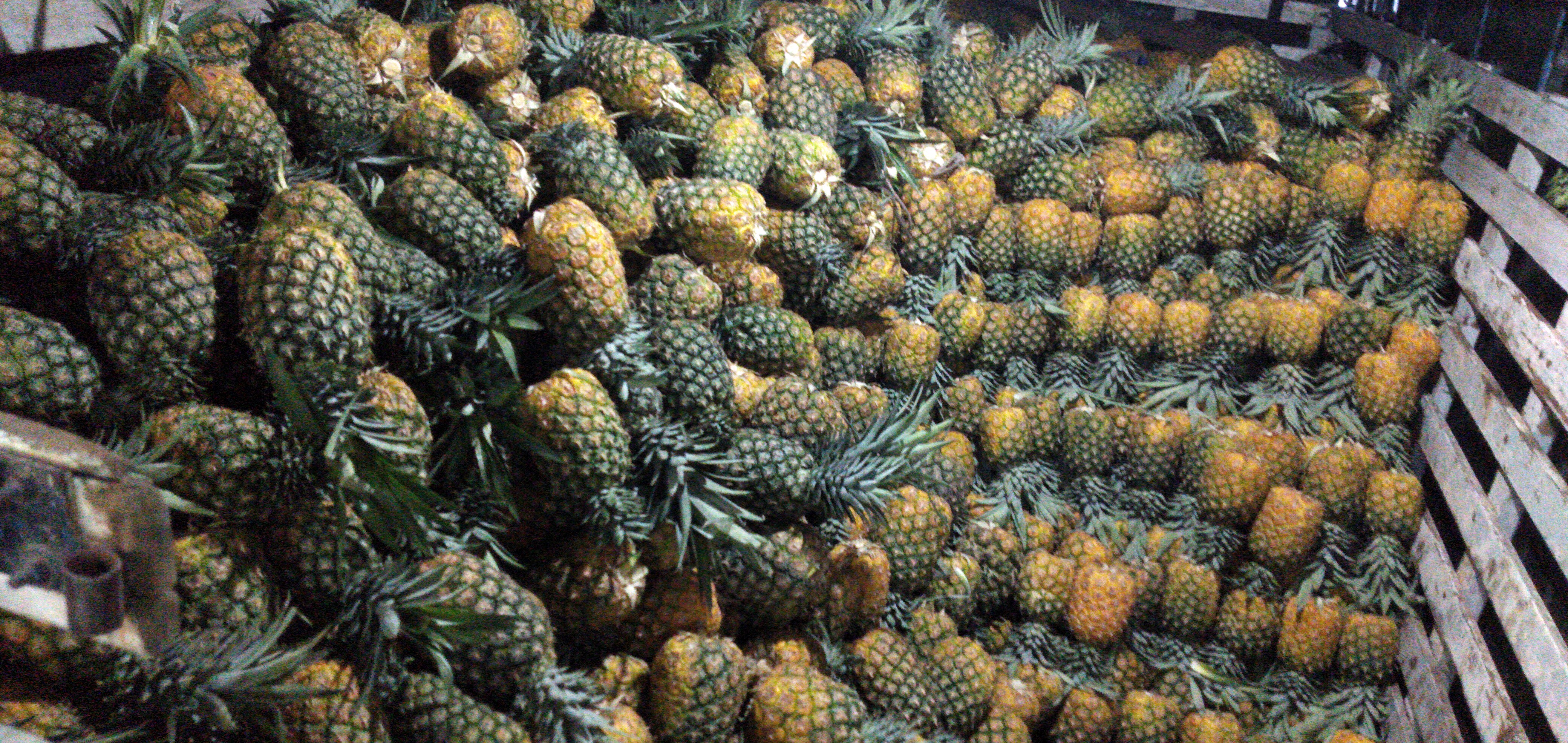 Piña oromiel