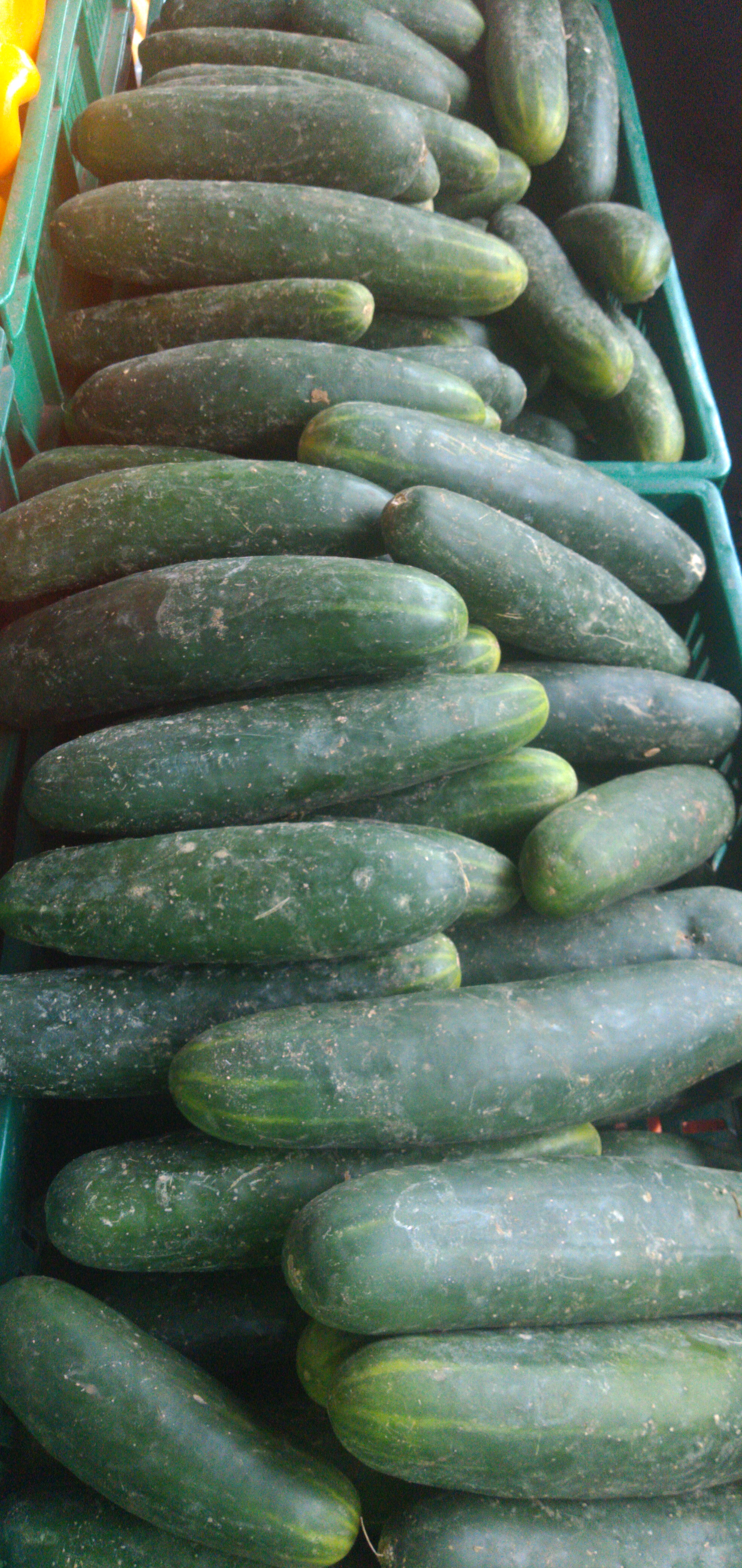Pepino