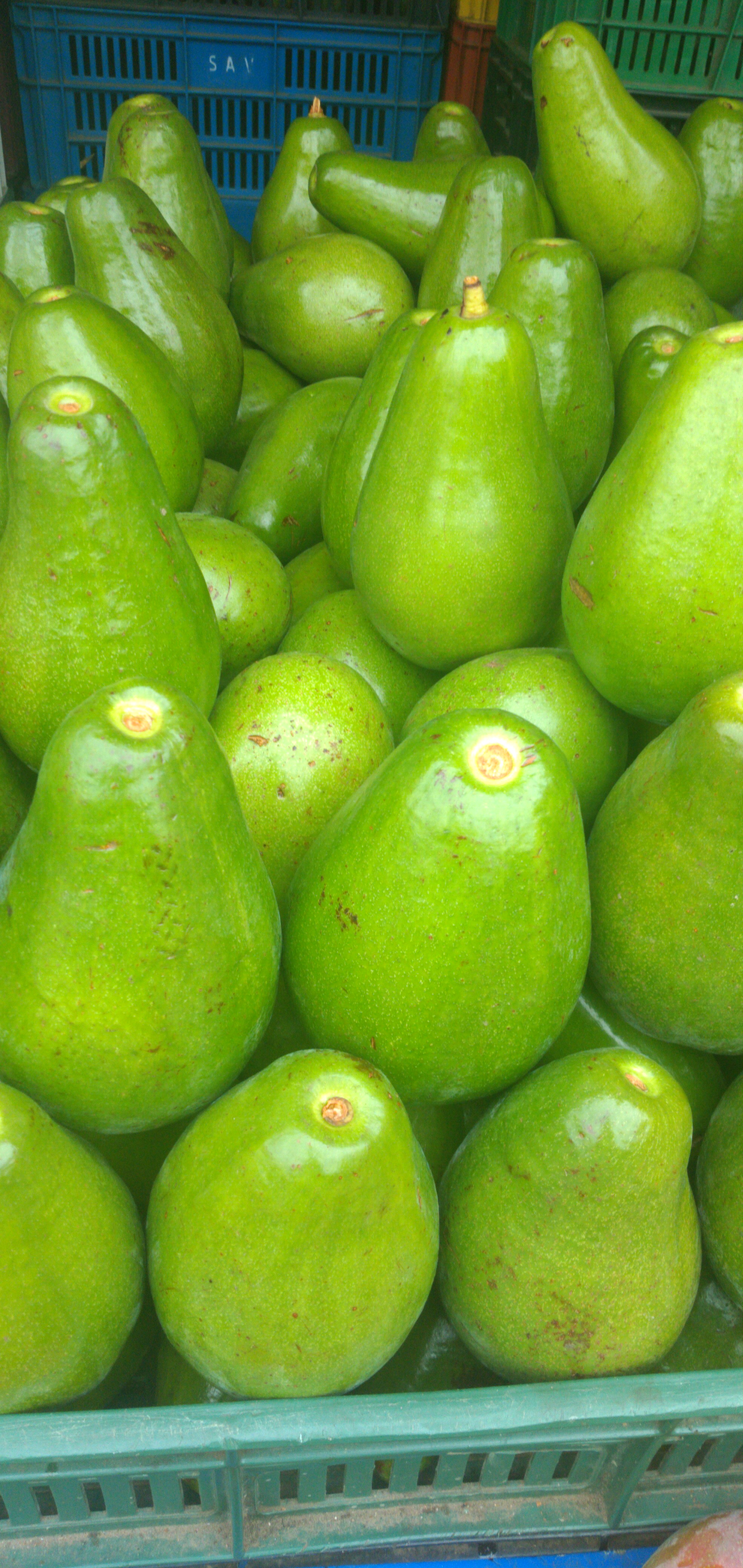 Aguacate papelillo