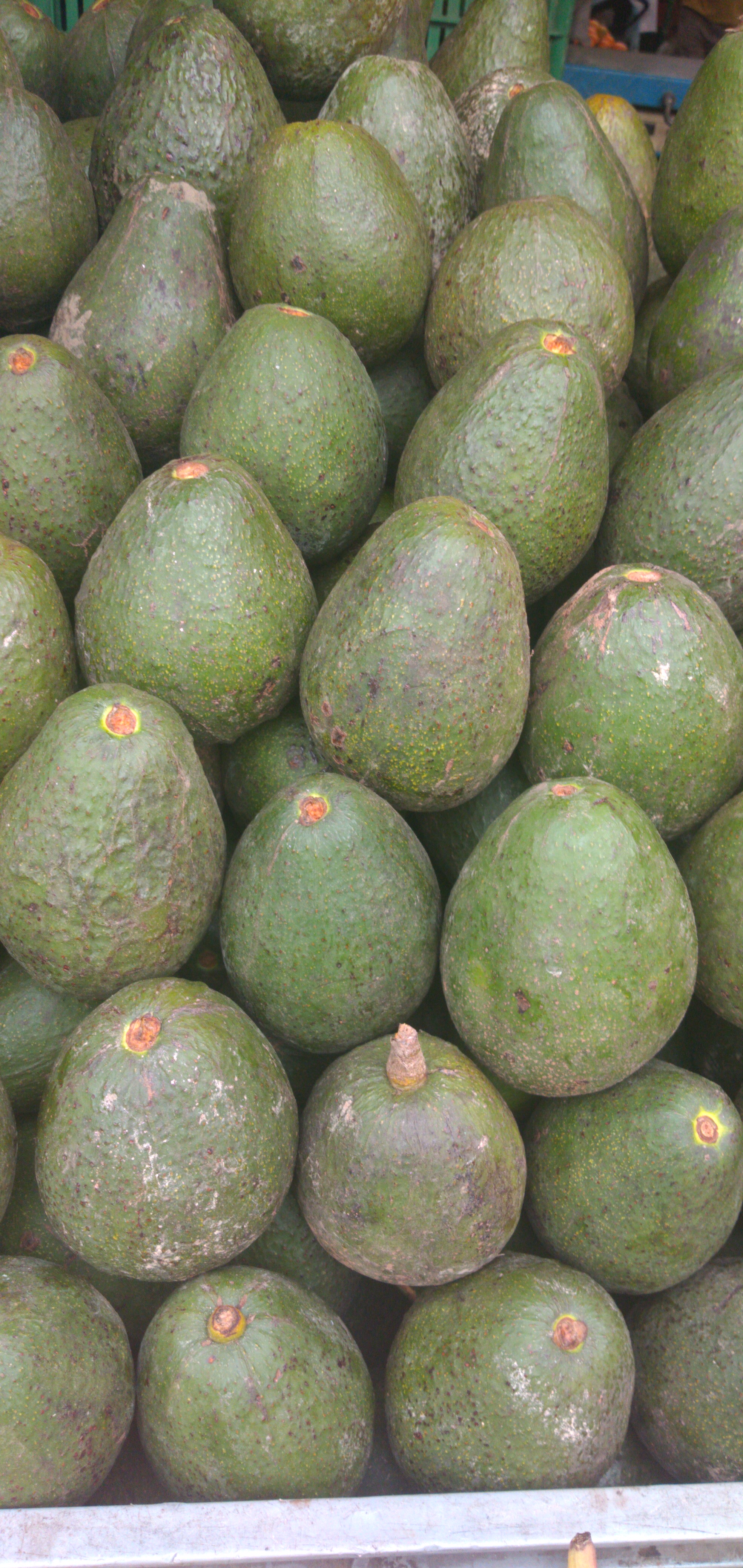 Aguacate fuerte