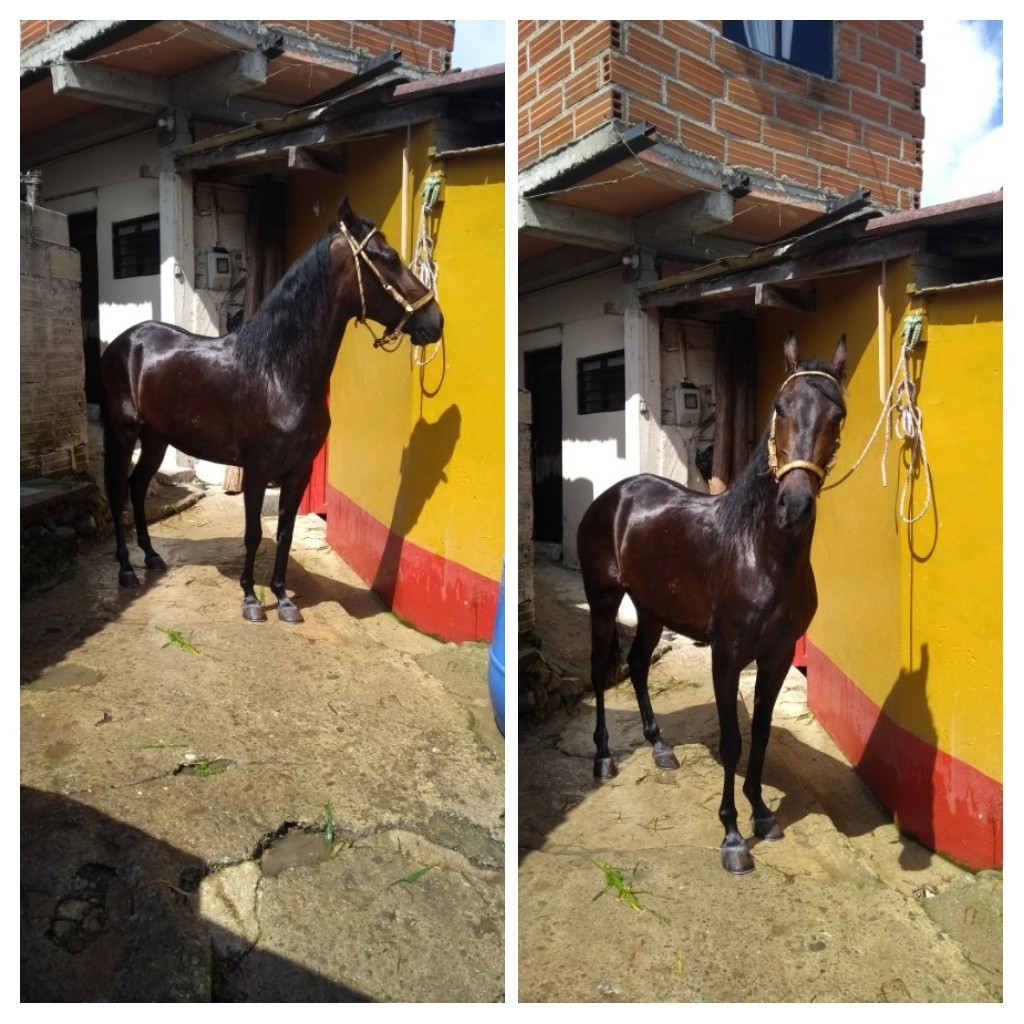 Yegua Paso Fino  La Abundancia