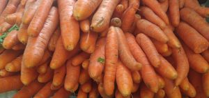 Zanahoria