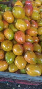 Mango criollo