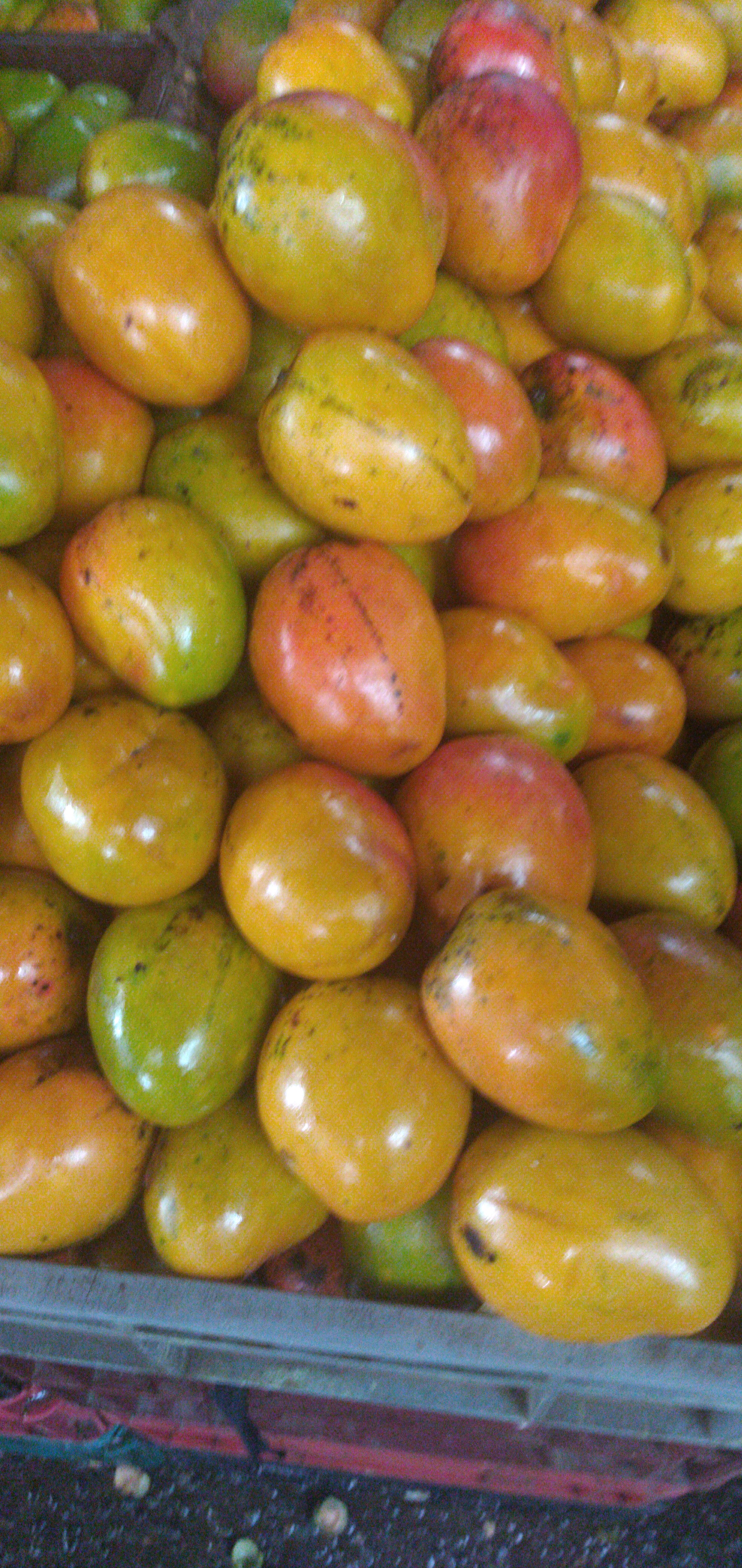 Mango criollo