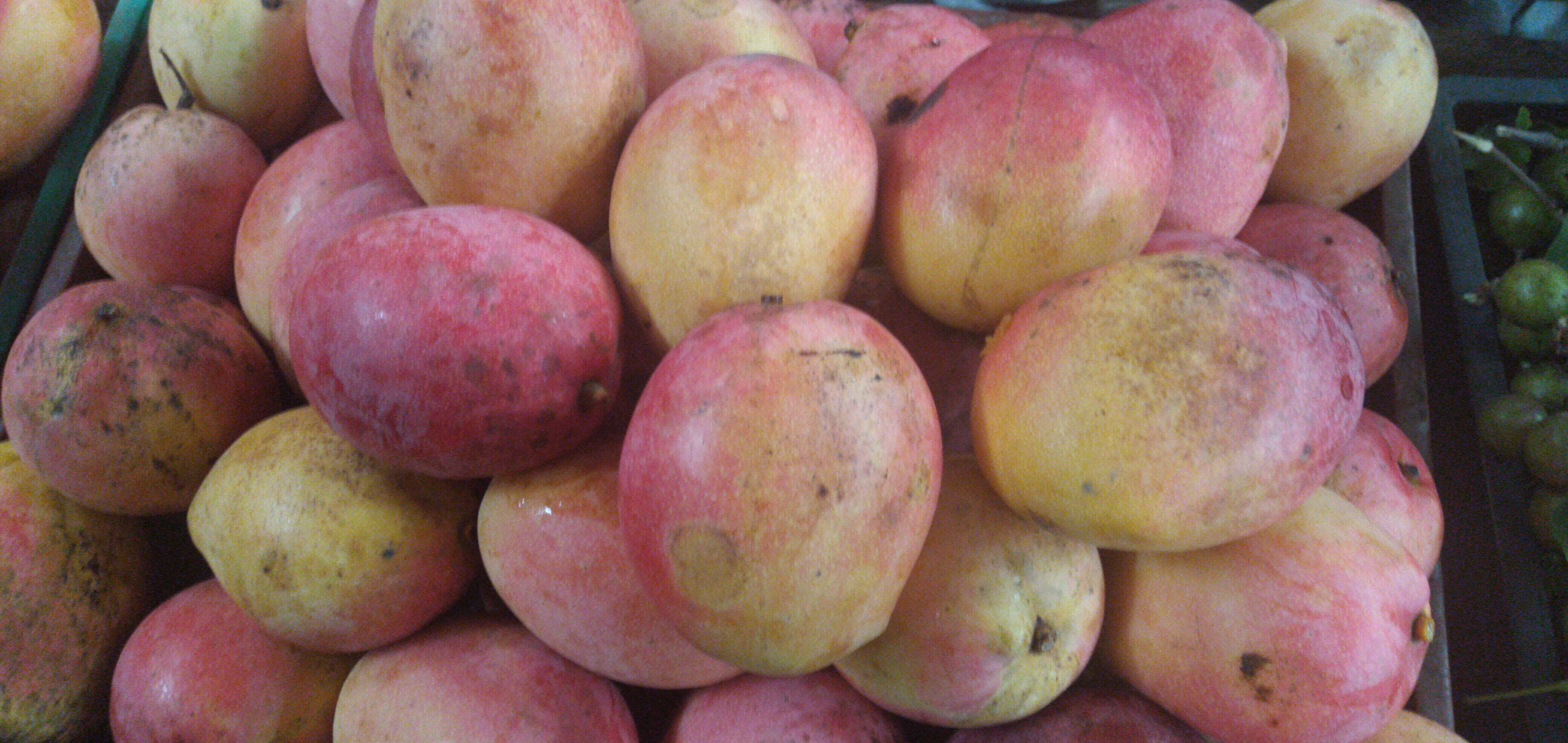 Mango bandai