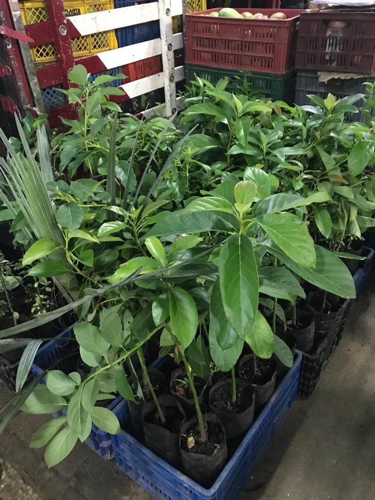 Planta de aguacate papelillo