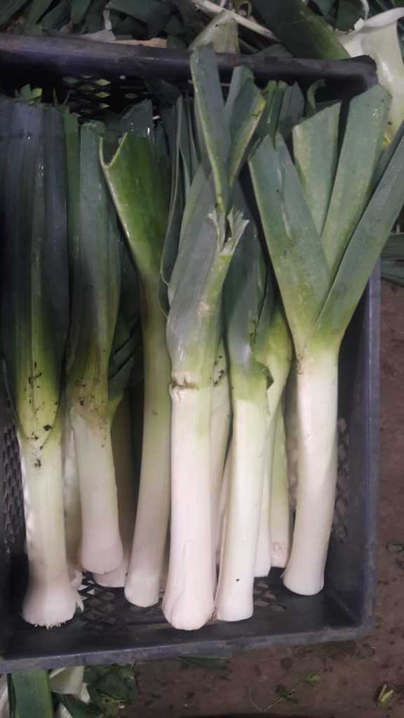 Cebolla Puerro