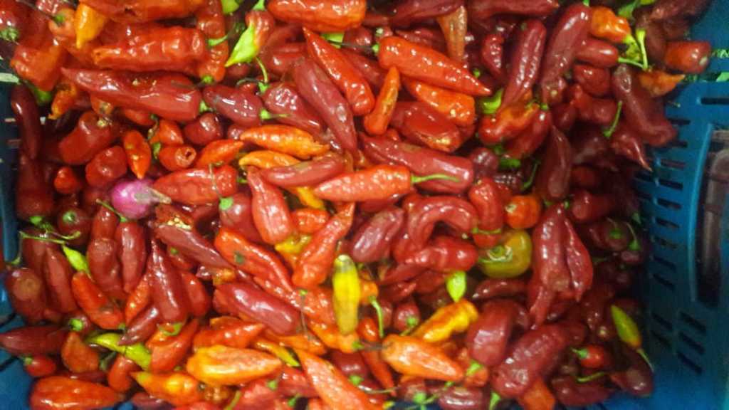 Aji Picante