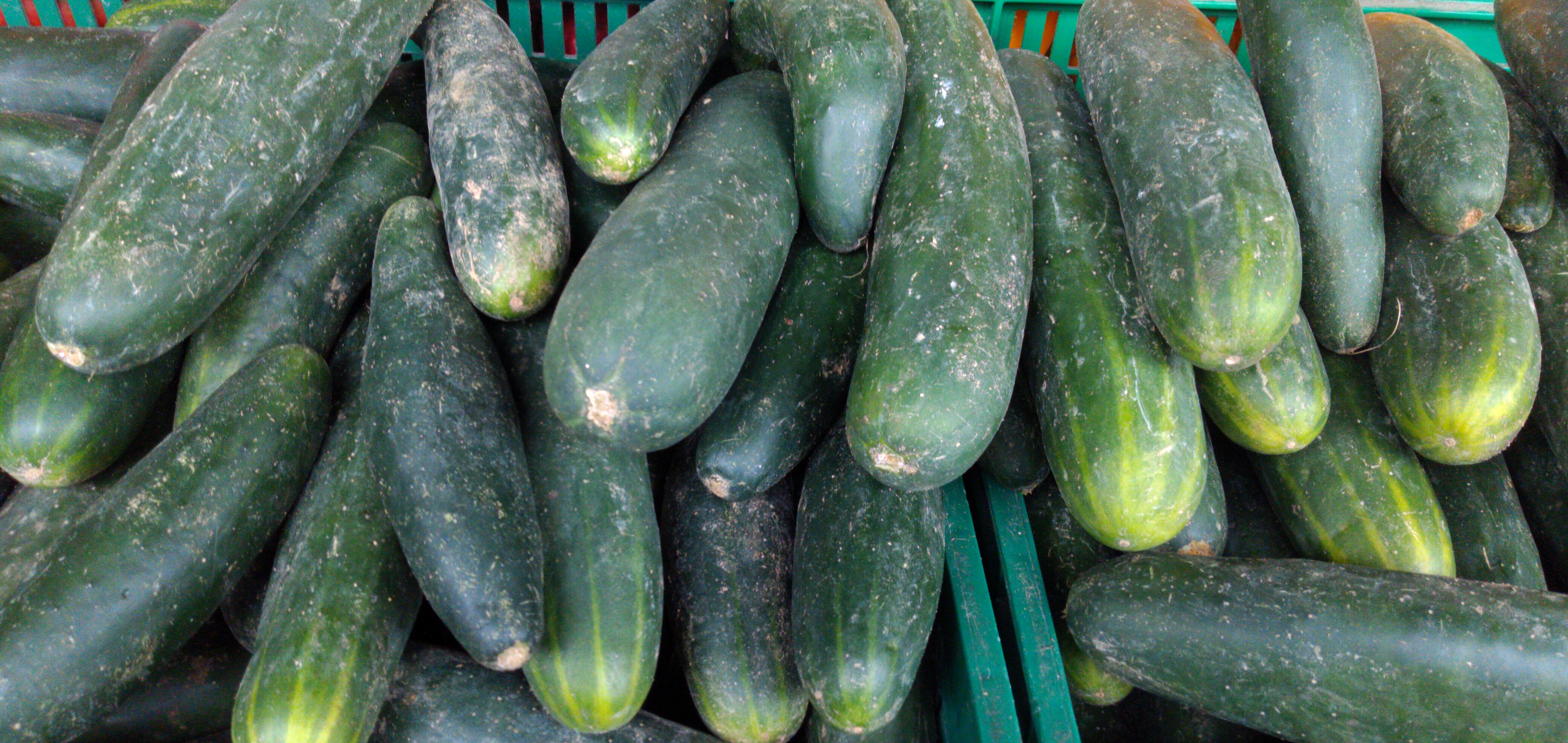 Pepino