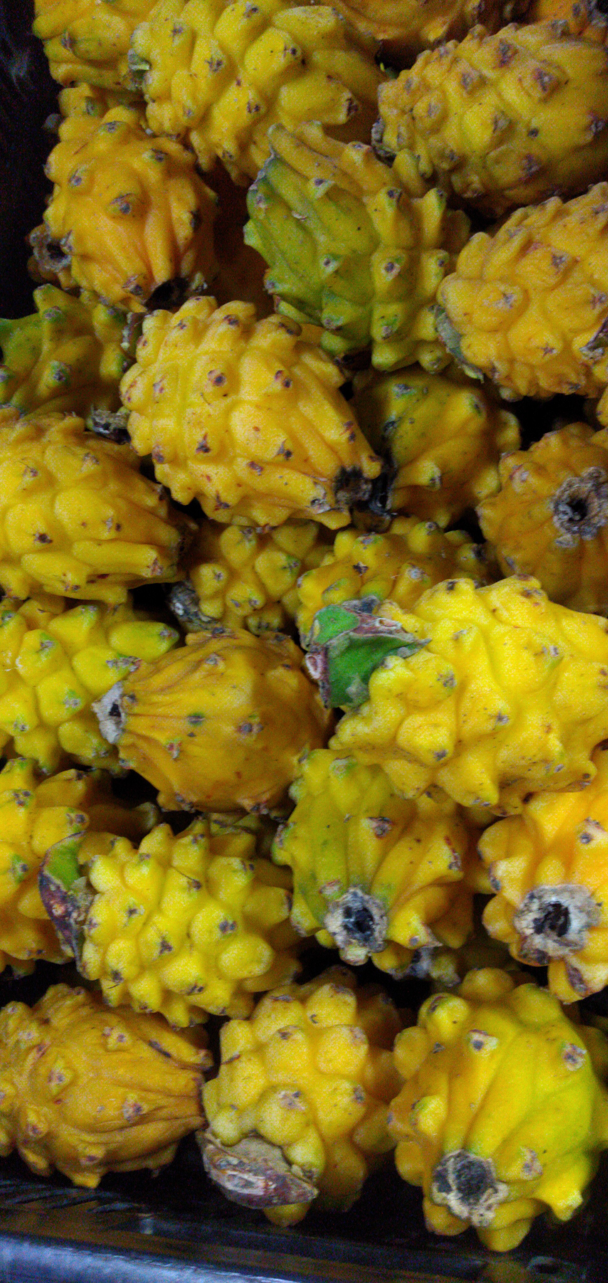 Pitaya