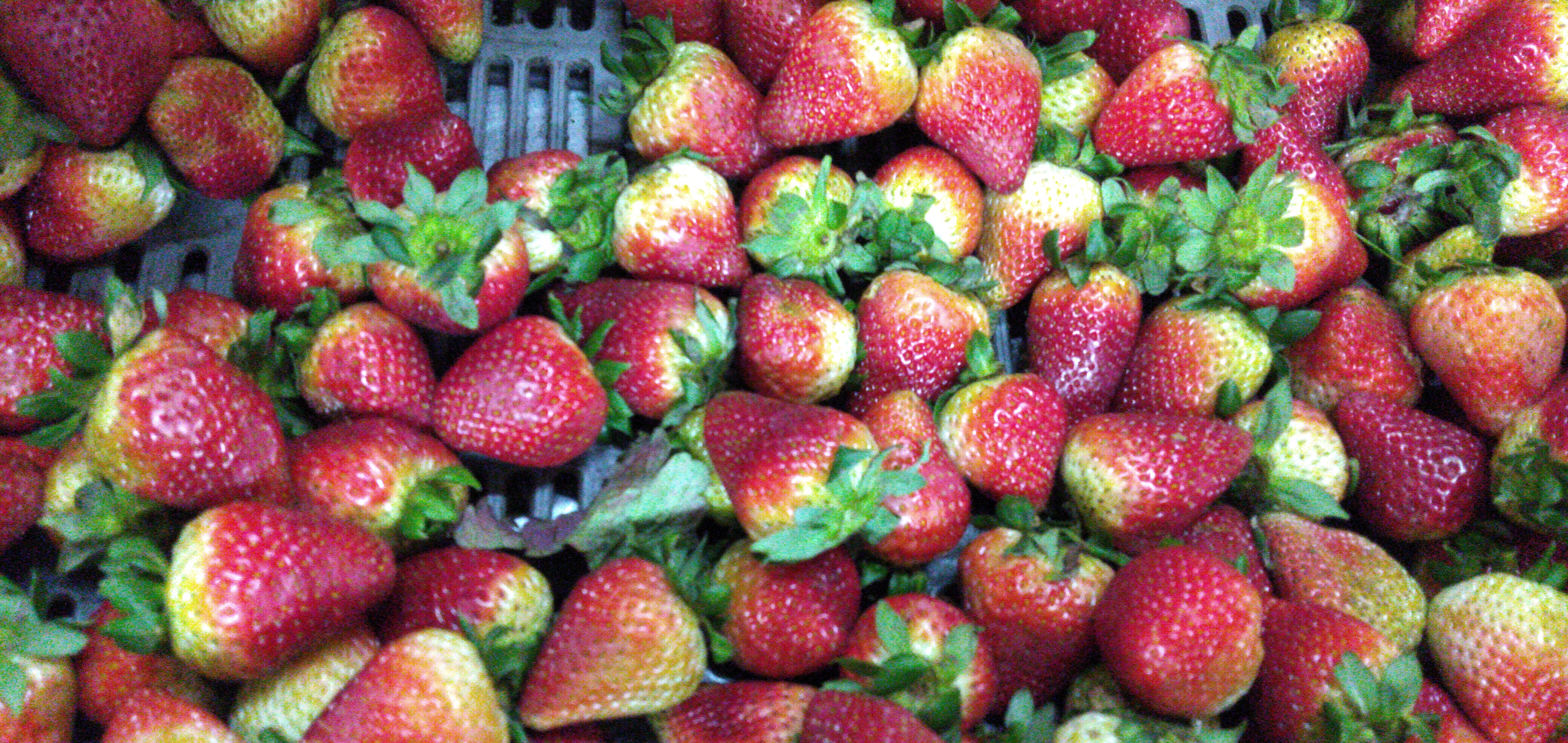 Fresa jumbo