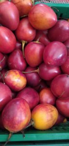 Tomate de árbol injerto