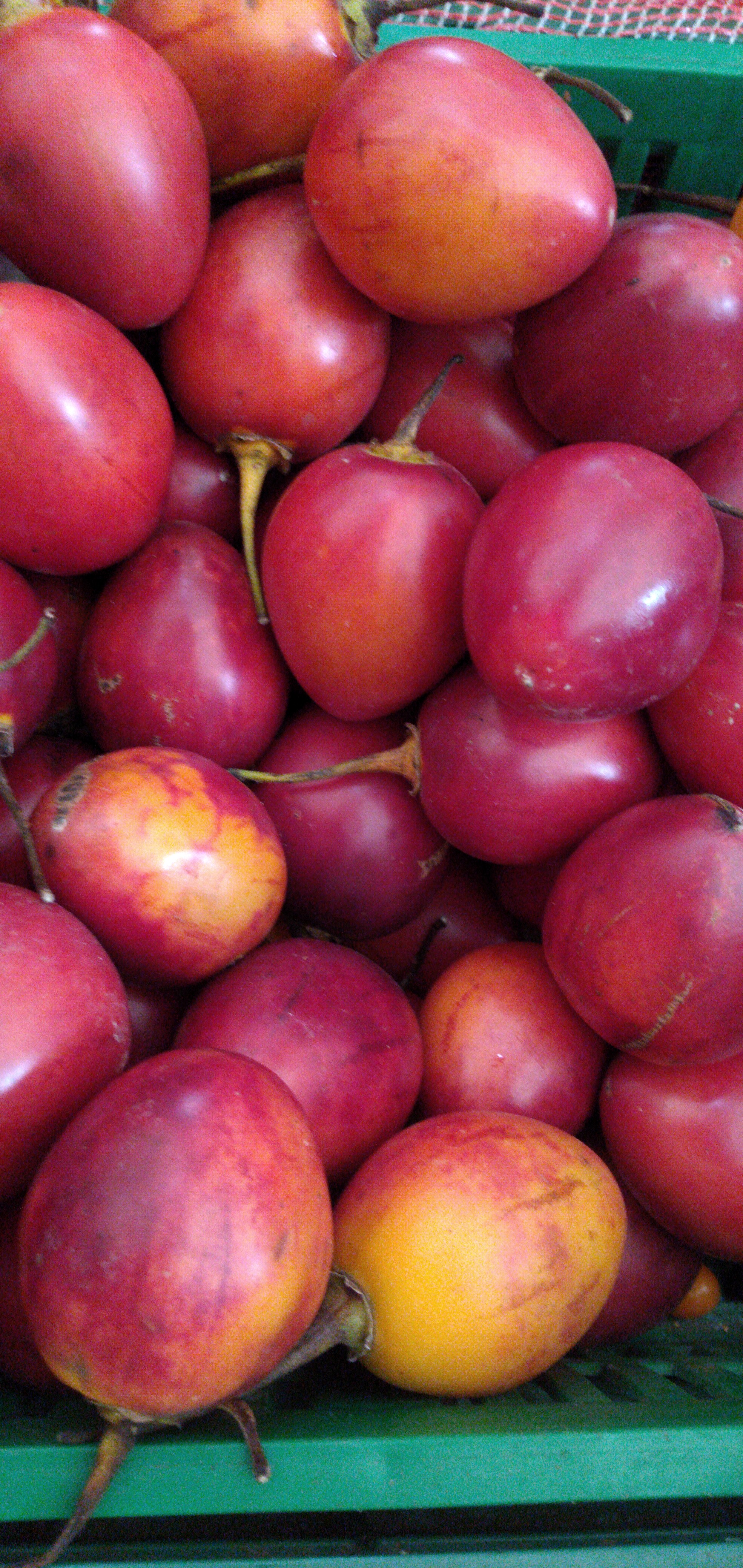 Tomate de árbol injerto