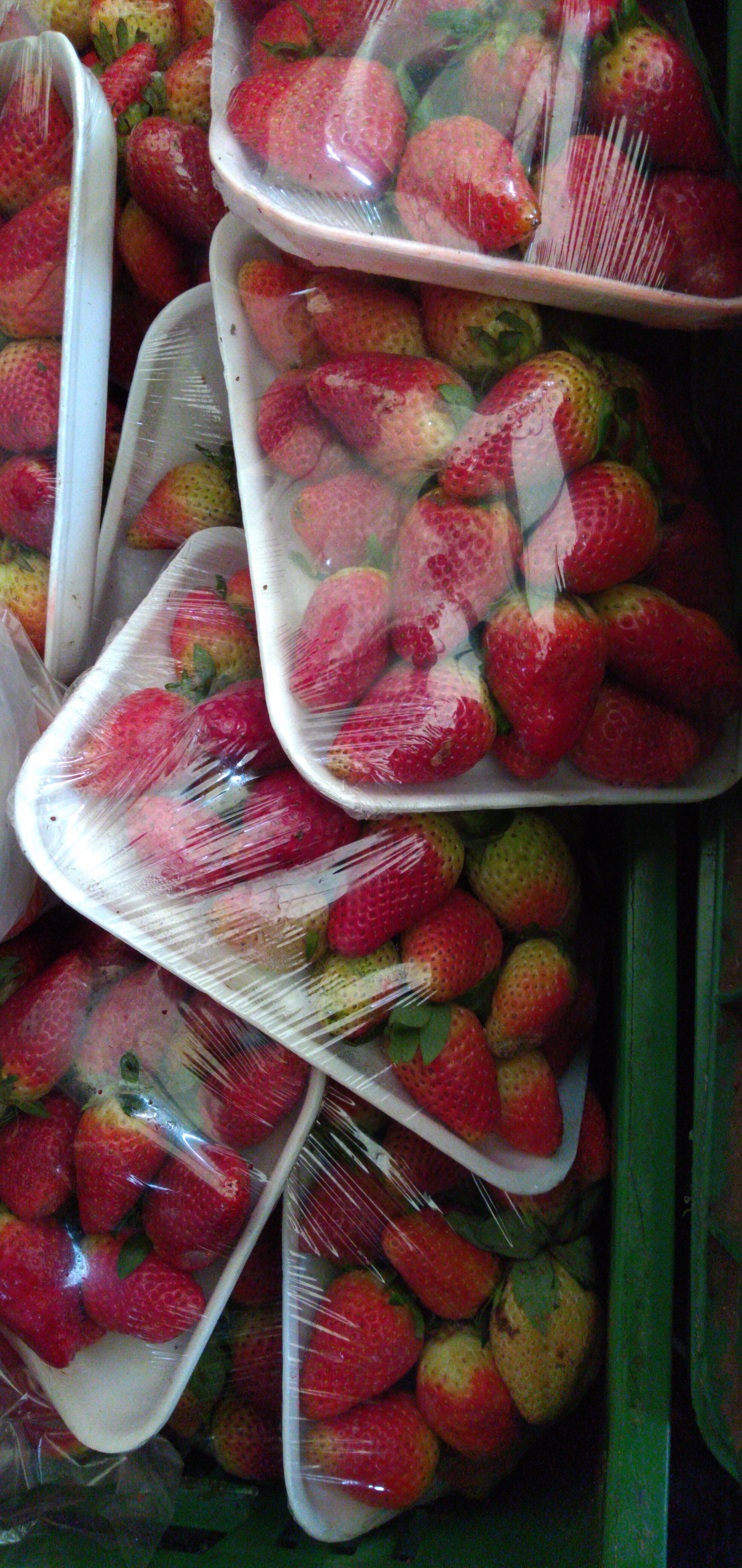 Fresa bandeja