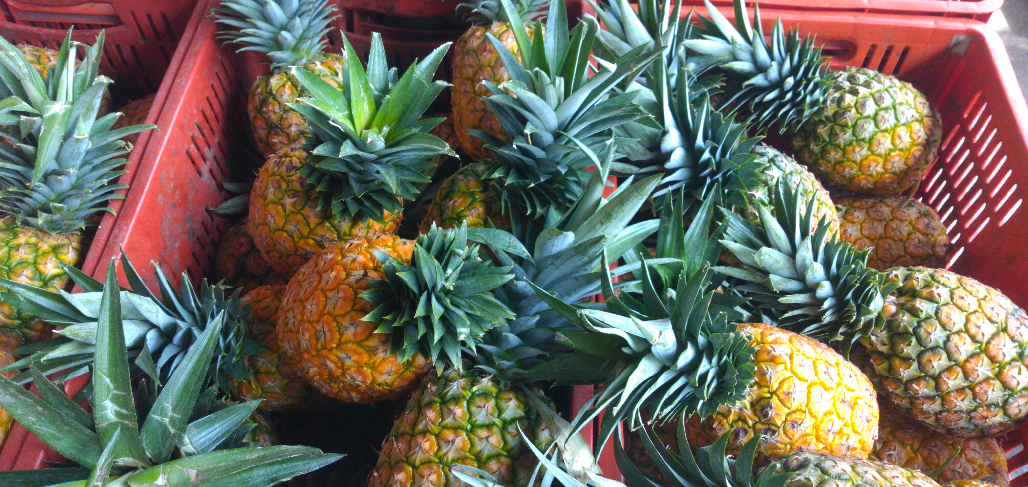 Piña oromiel