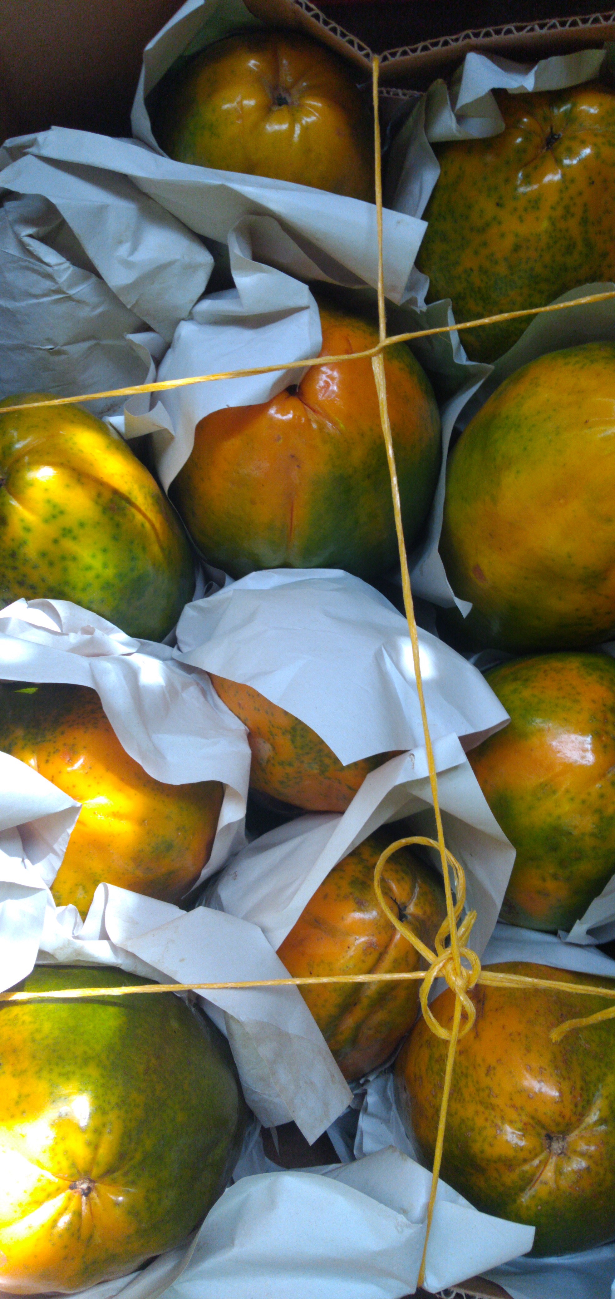 Papaya maradol
