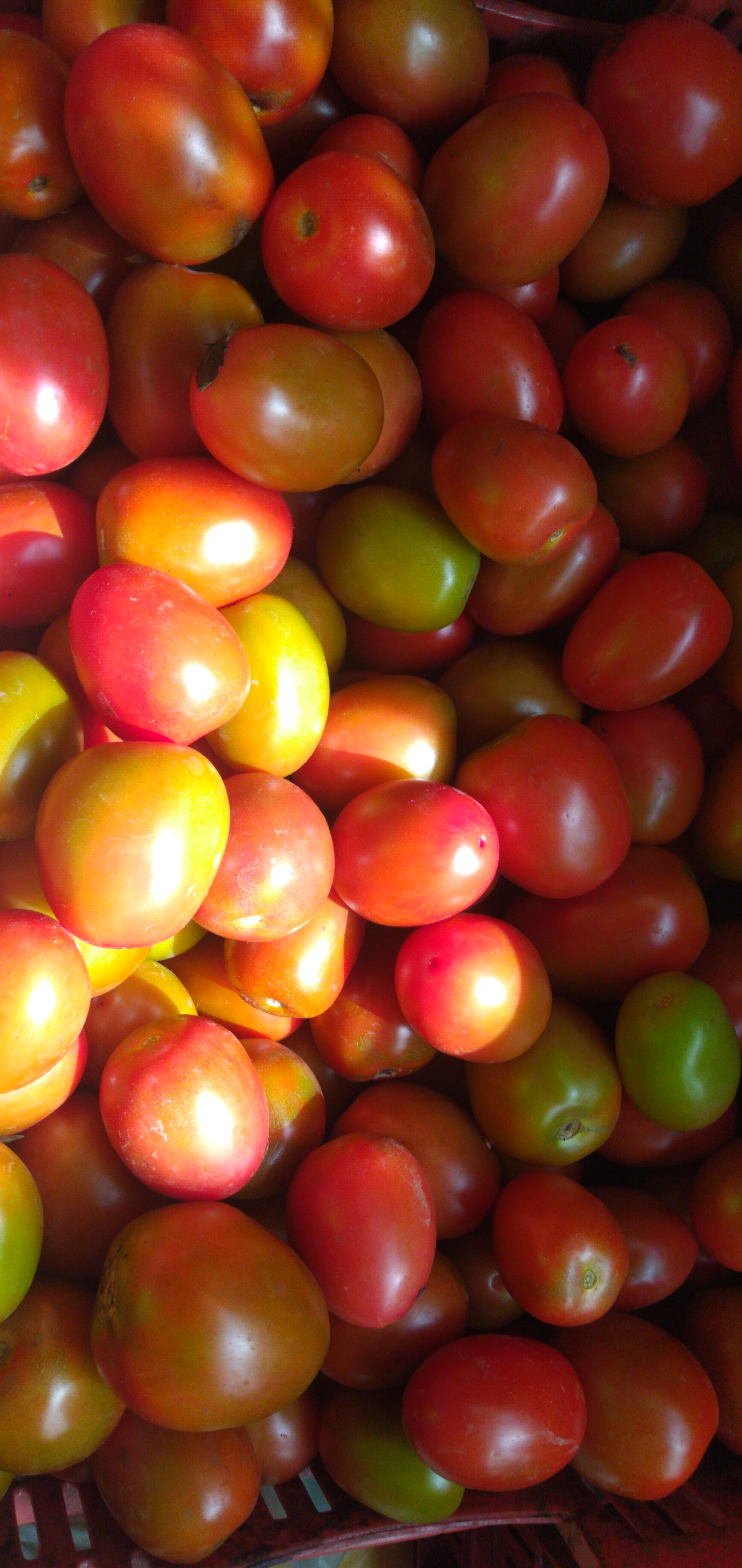 Tomate chonto