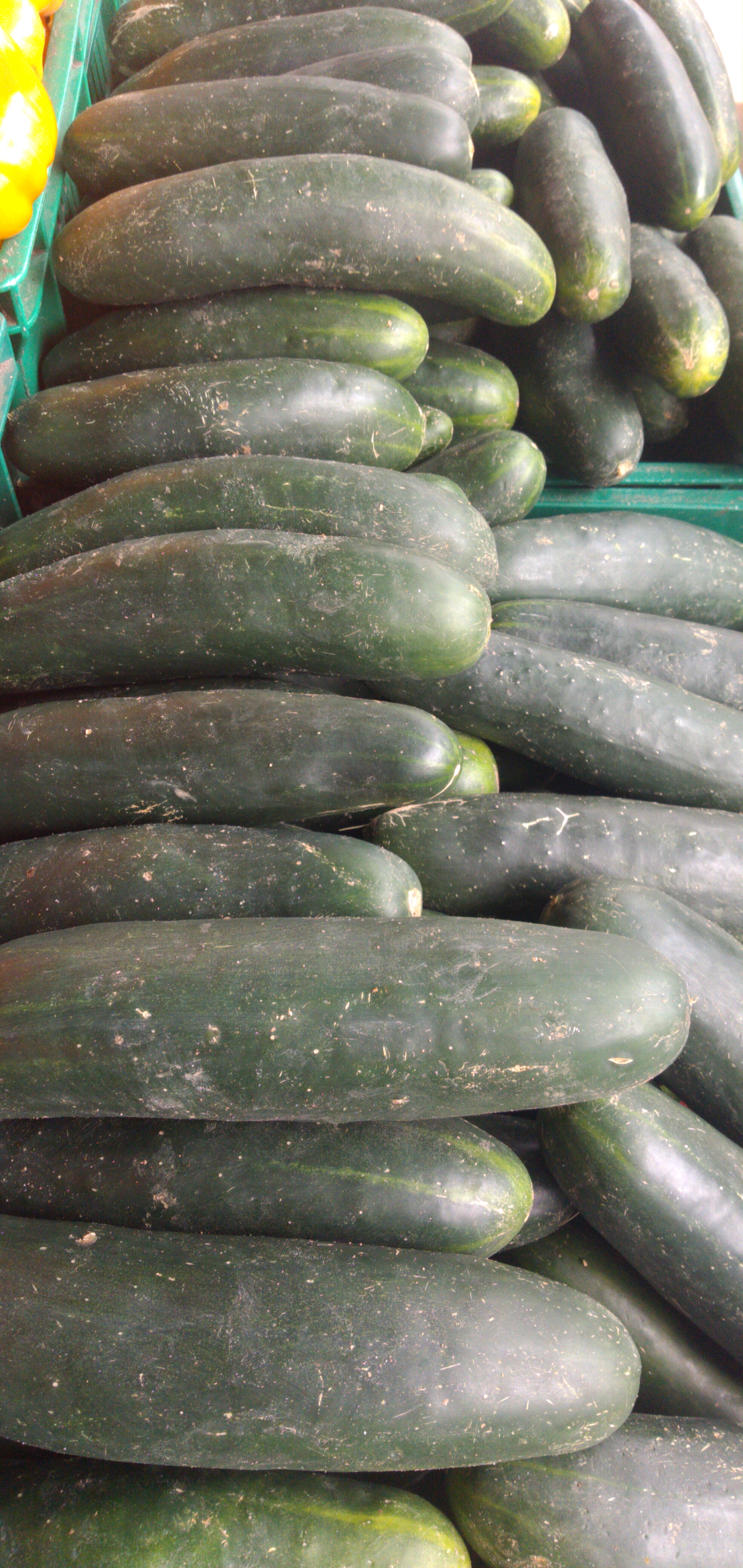 Pepino