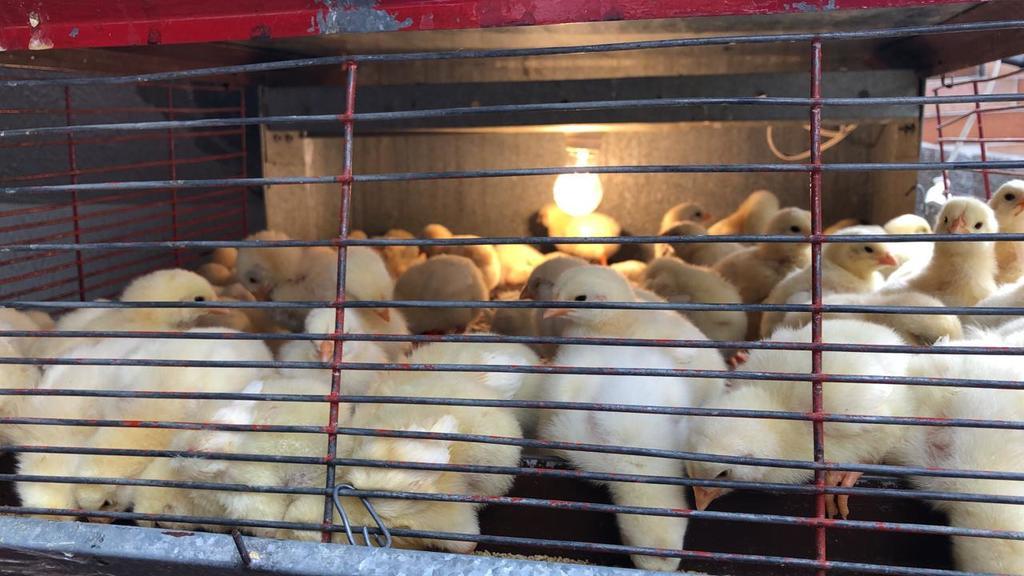Pollos de engorde