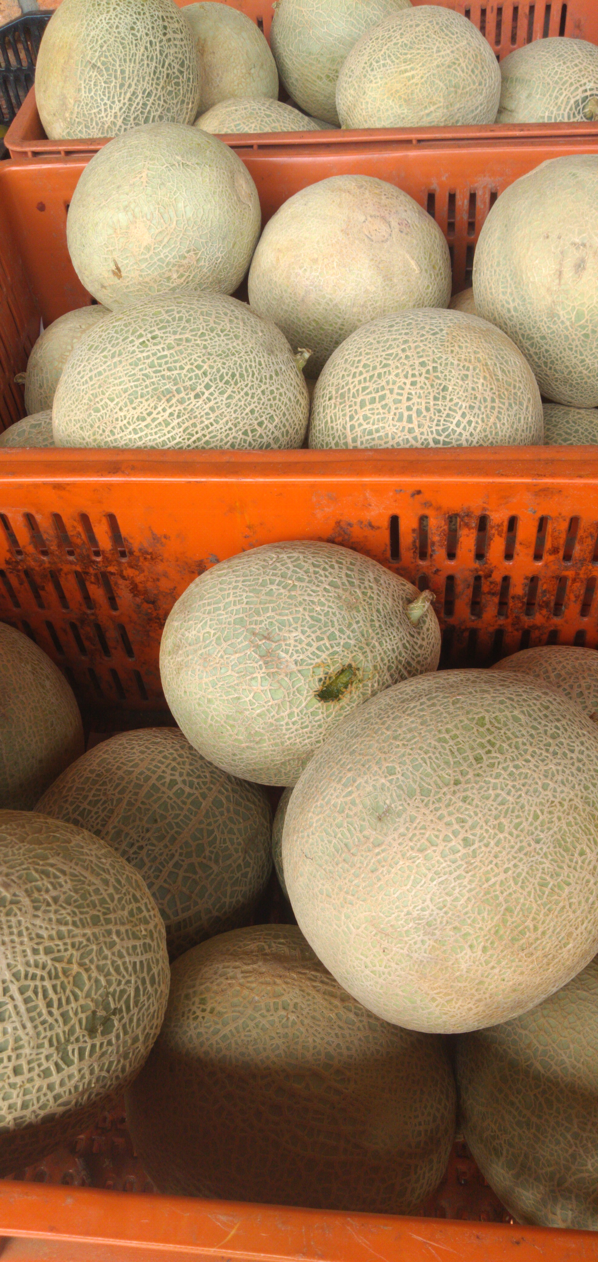 Melón