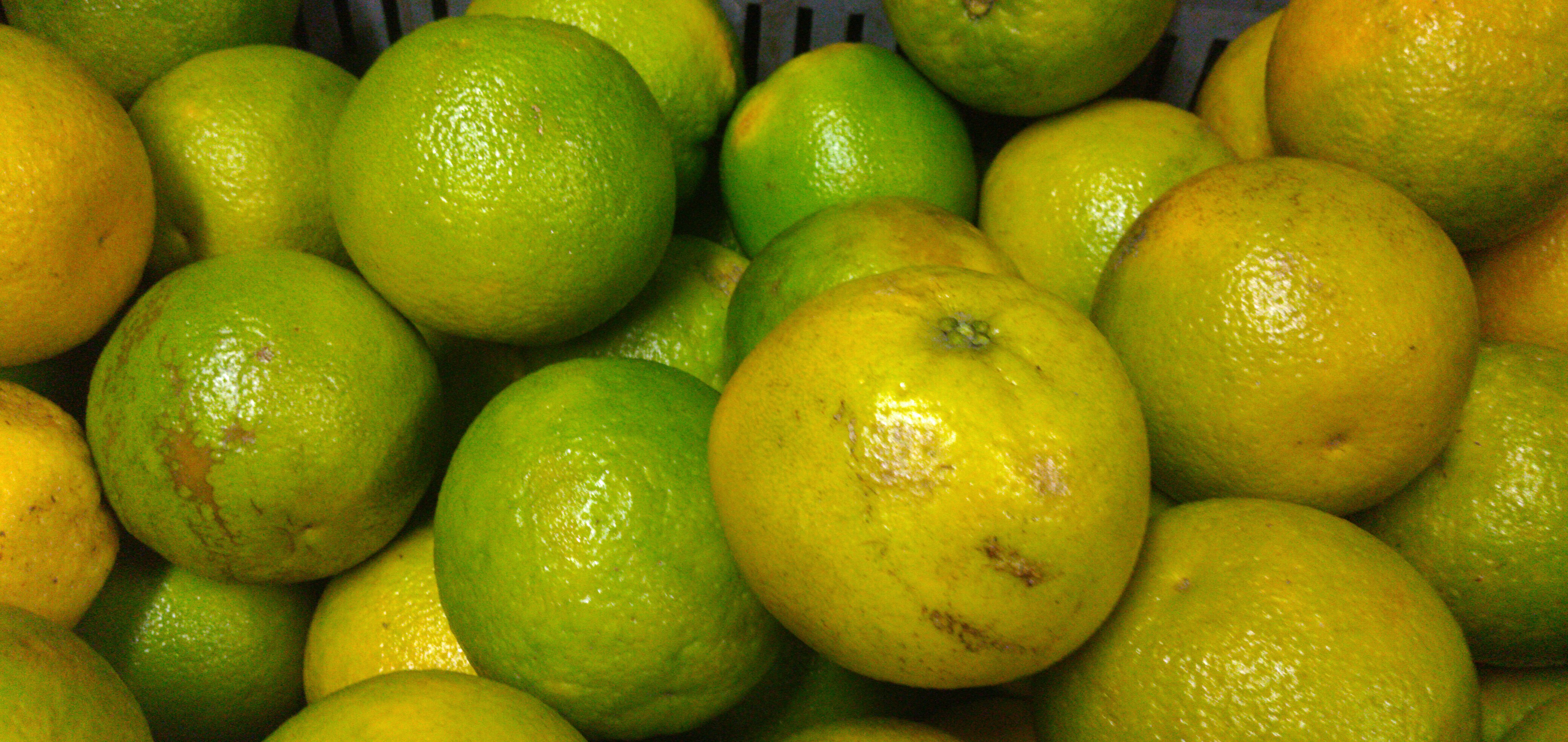 Naranja Valencia primera