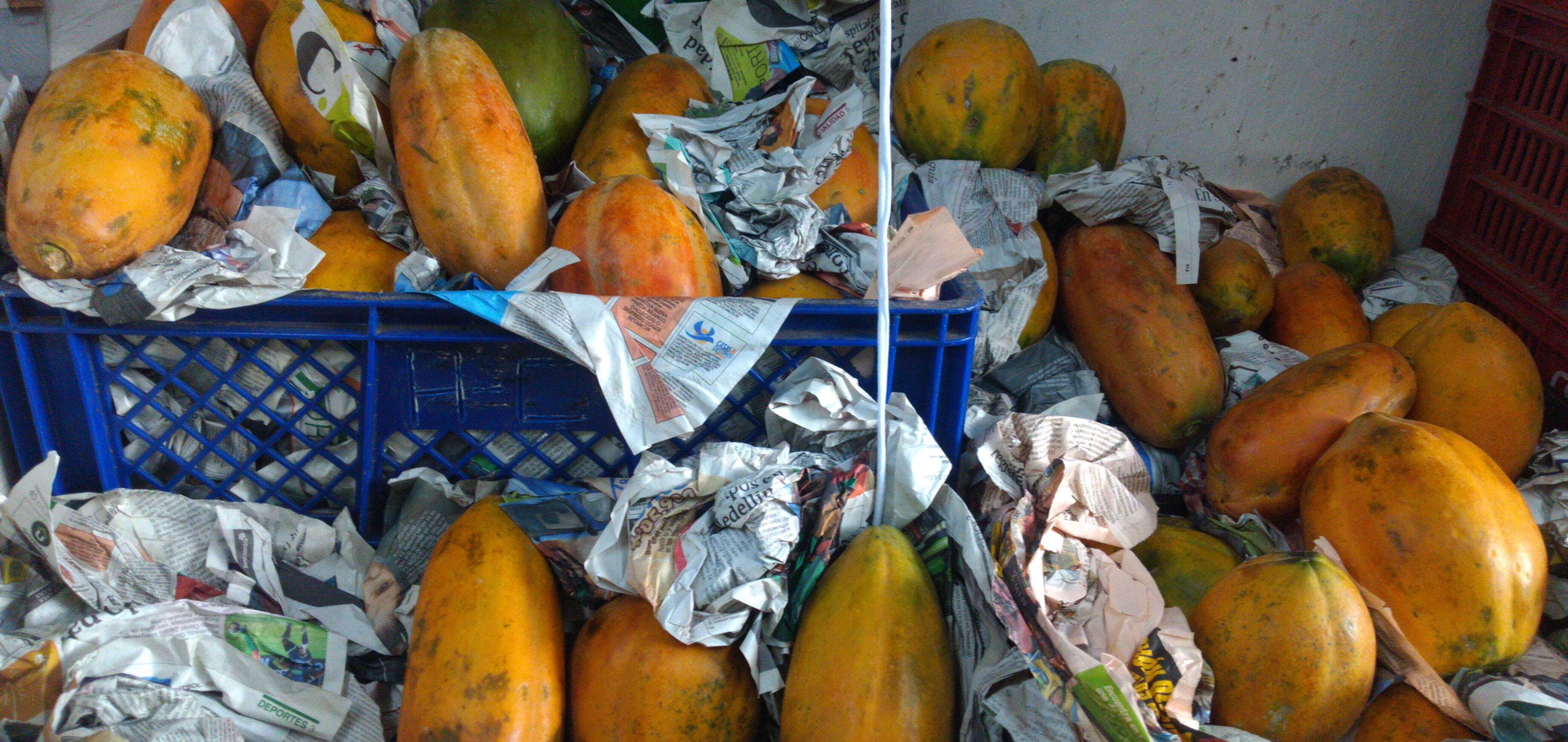Papaya maradol