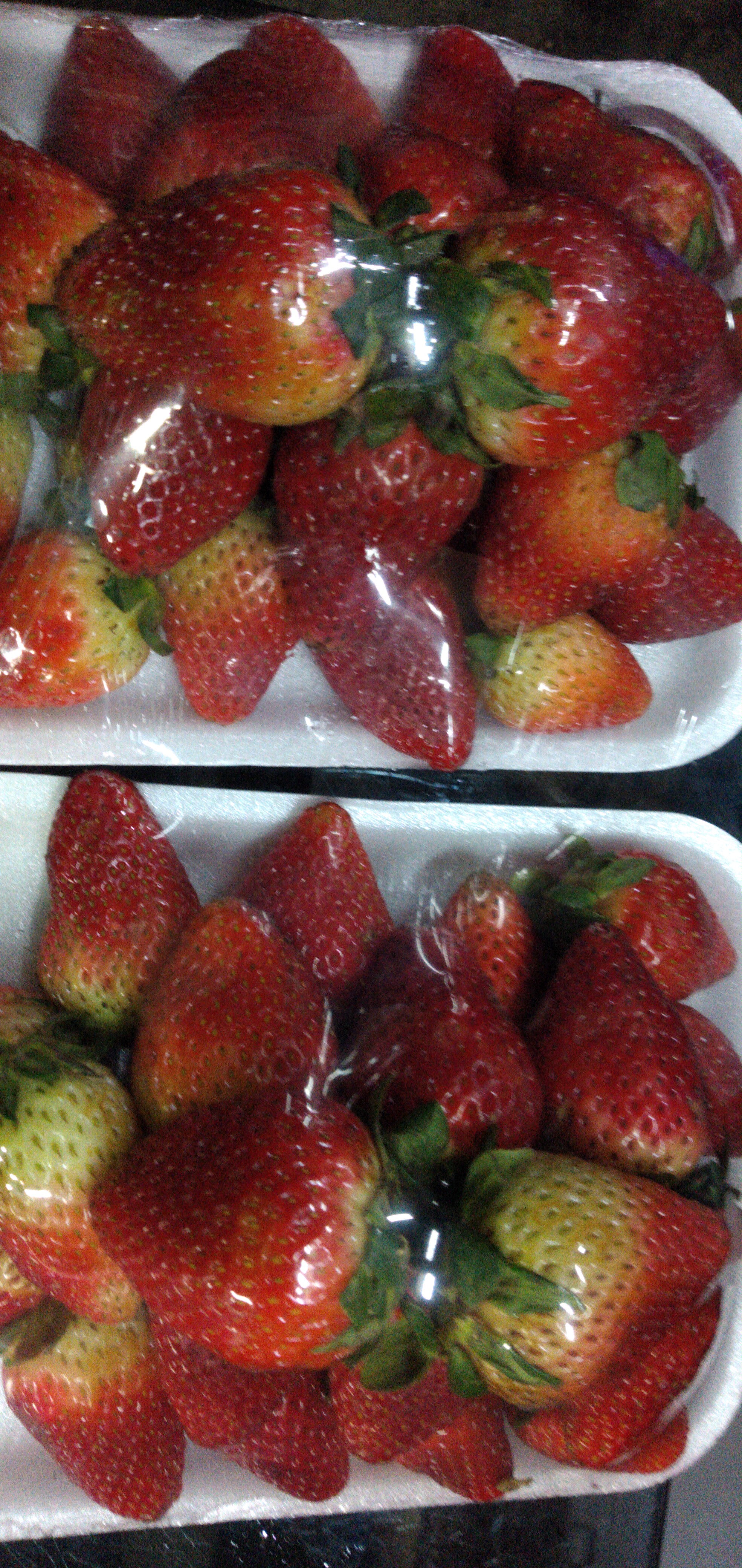 Fresa bandeja