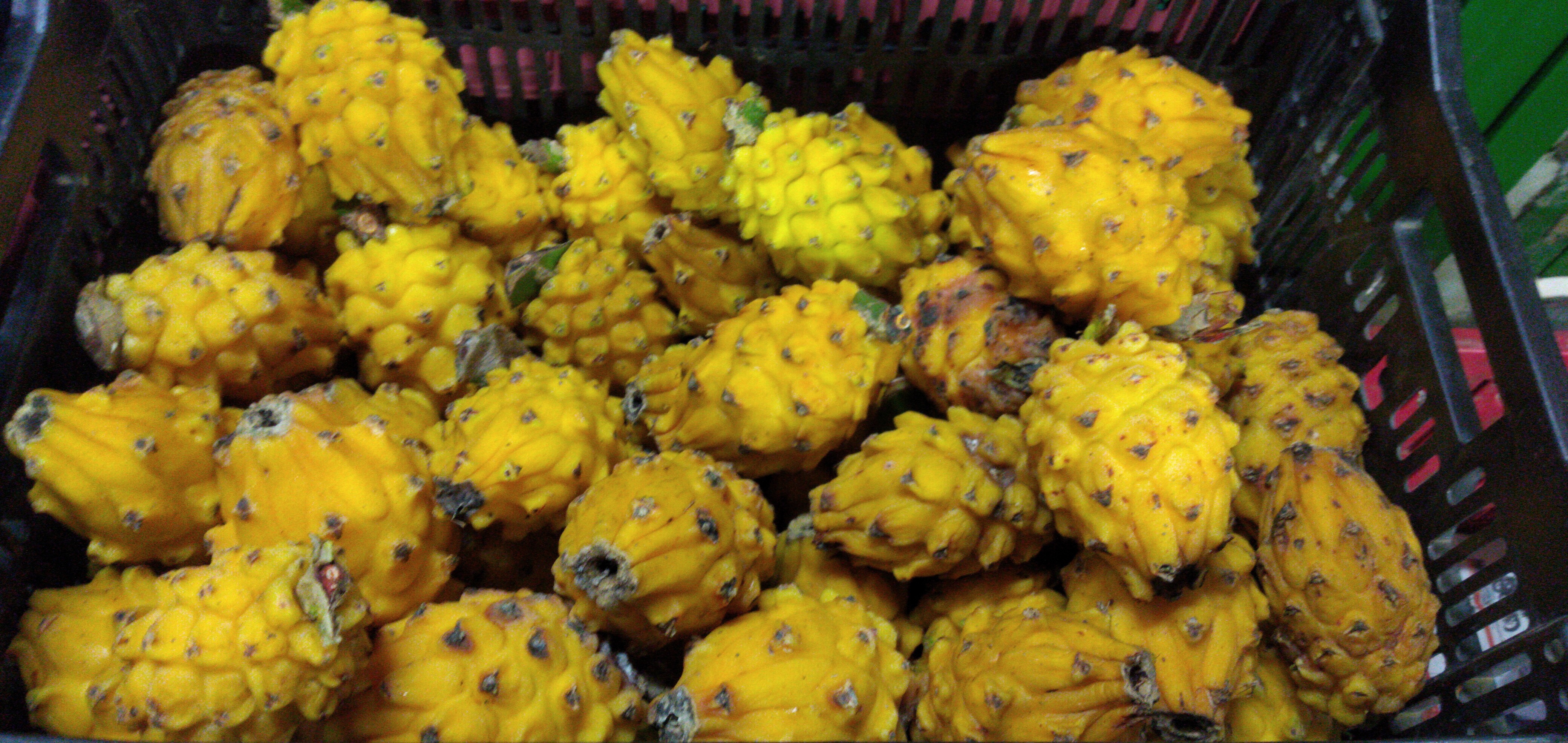 Pitaya