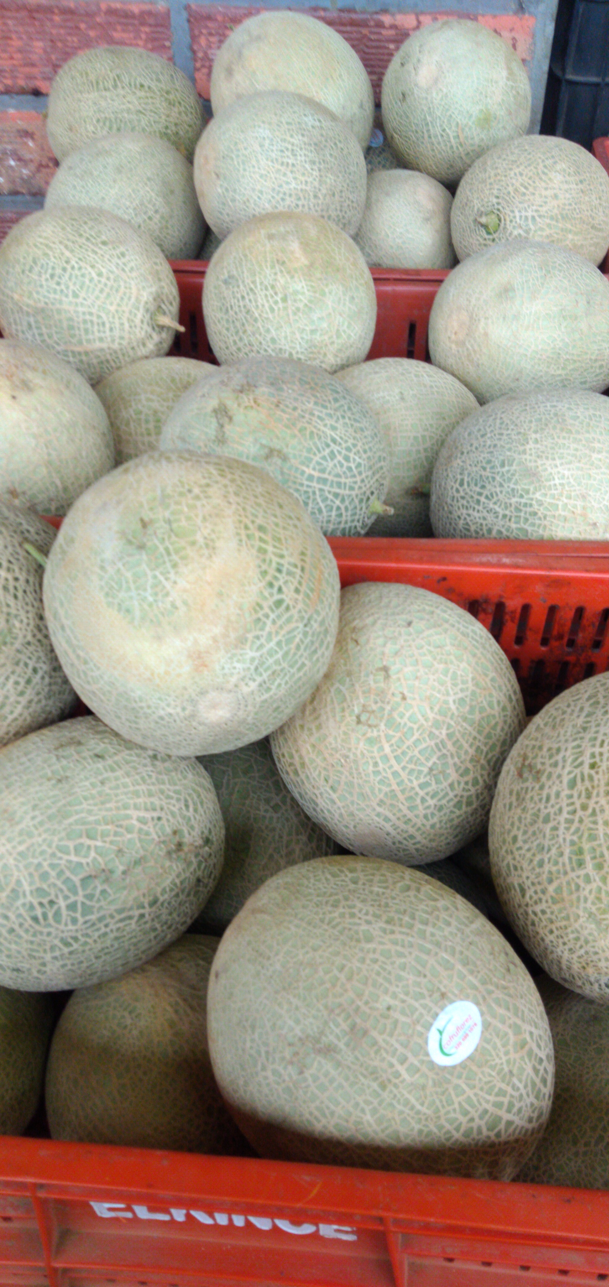 Melón