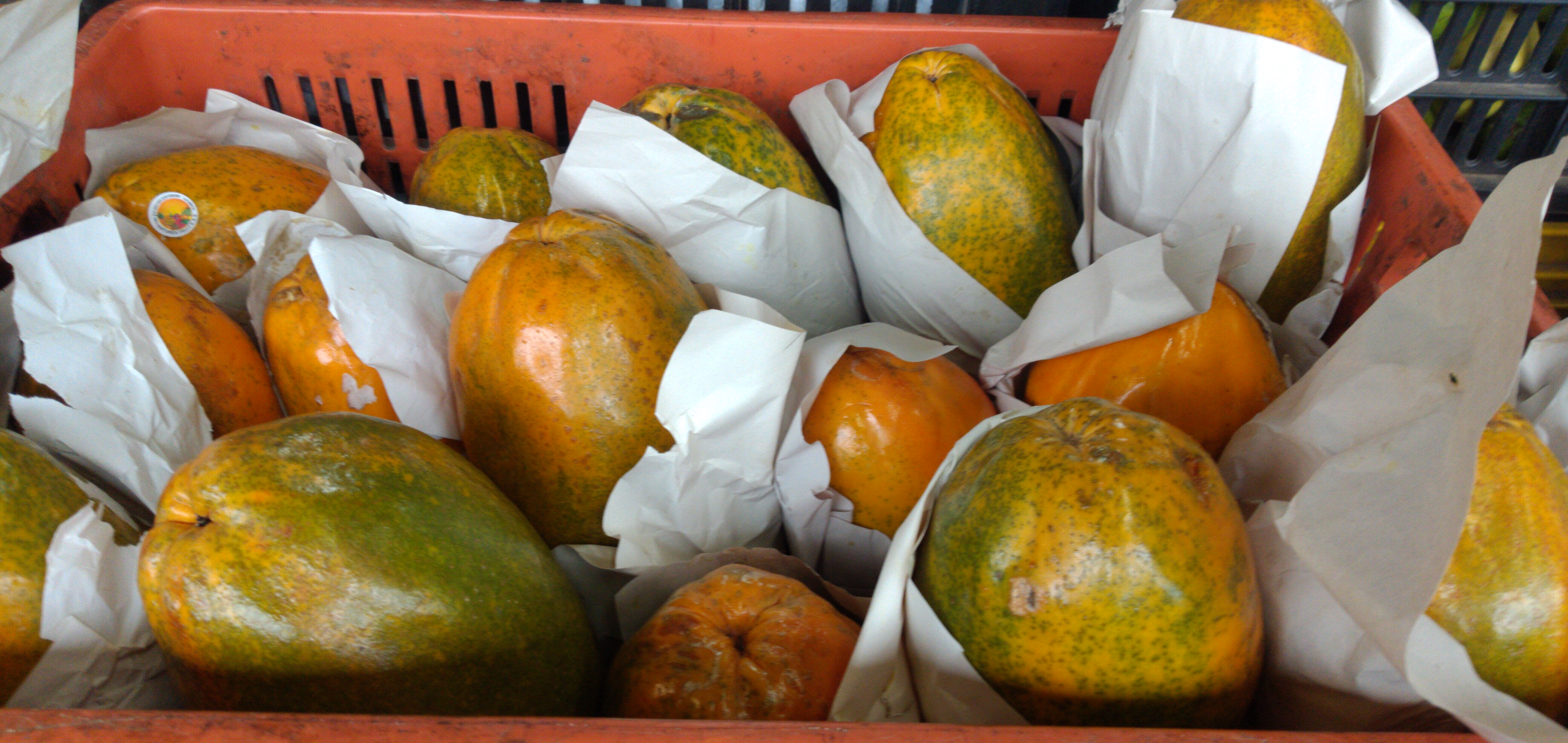 Papaya maradol