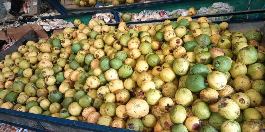 Guayaba agria