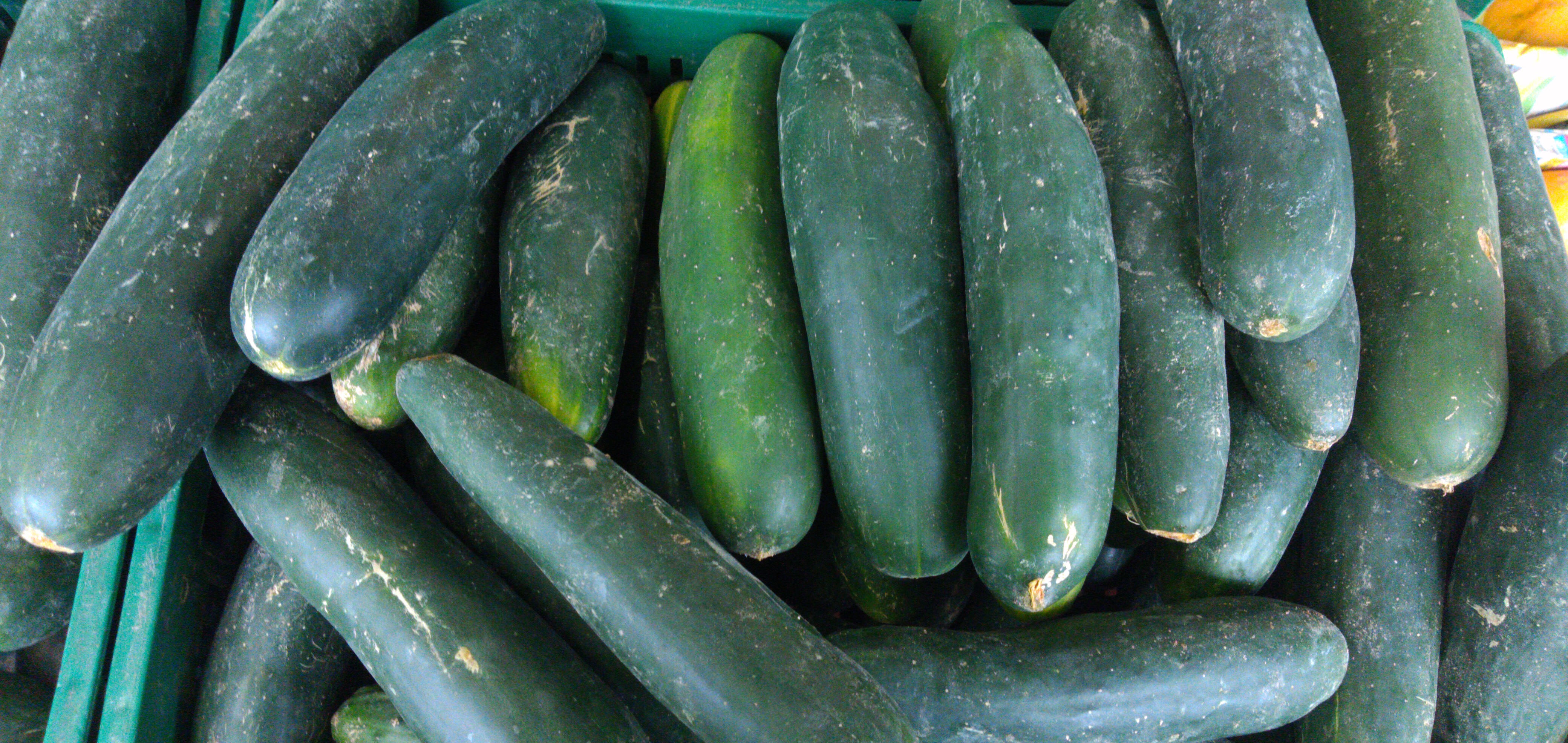 Pepino