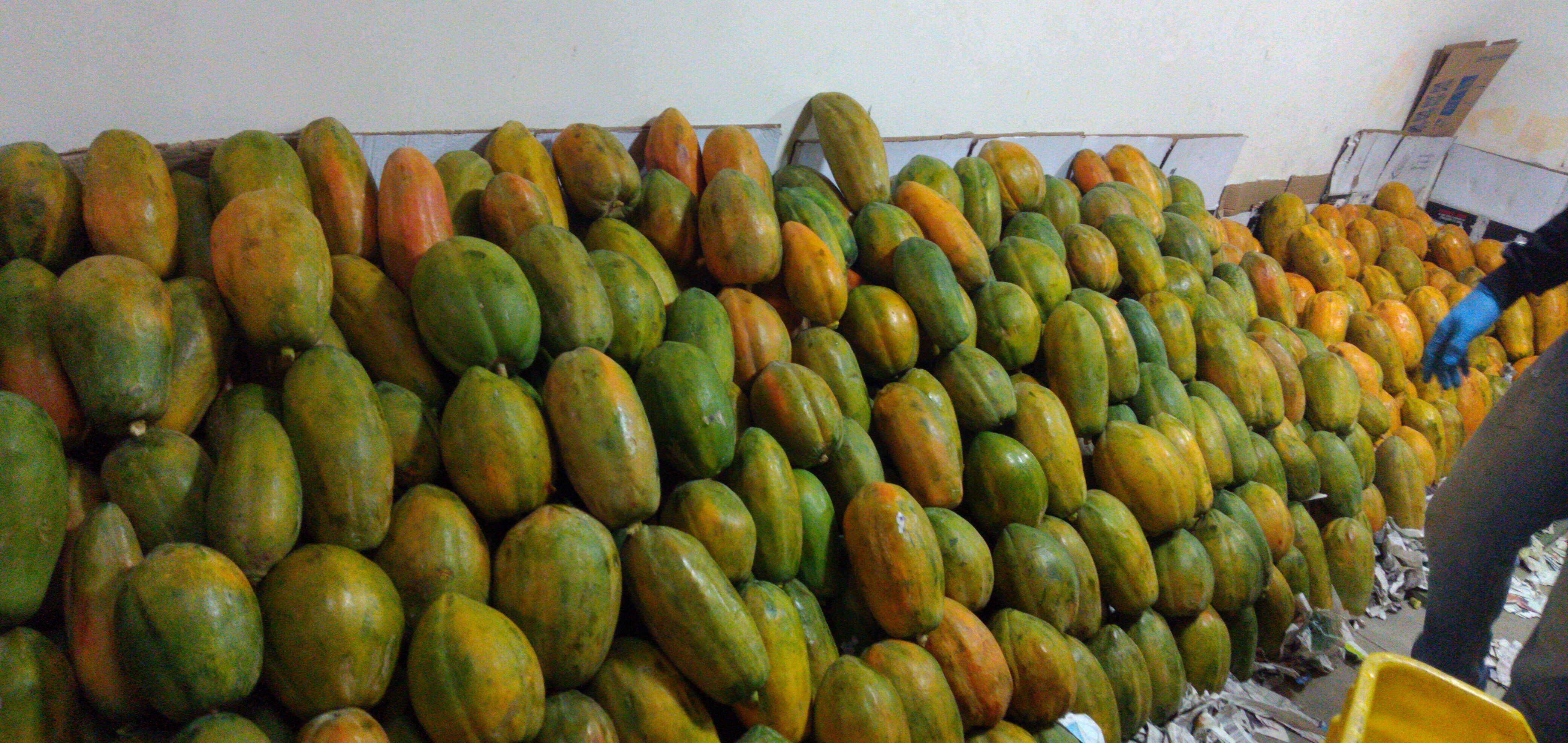 Papaya maradol de San Pedro de Urabá